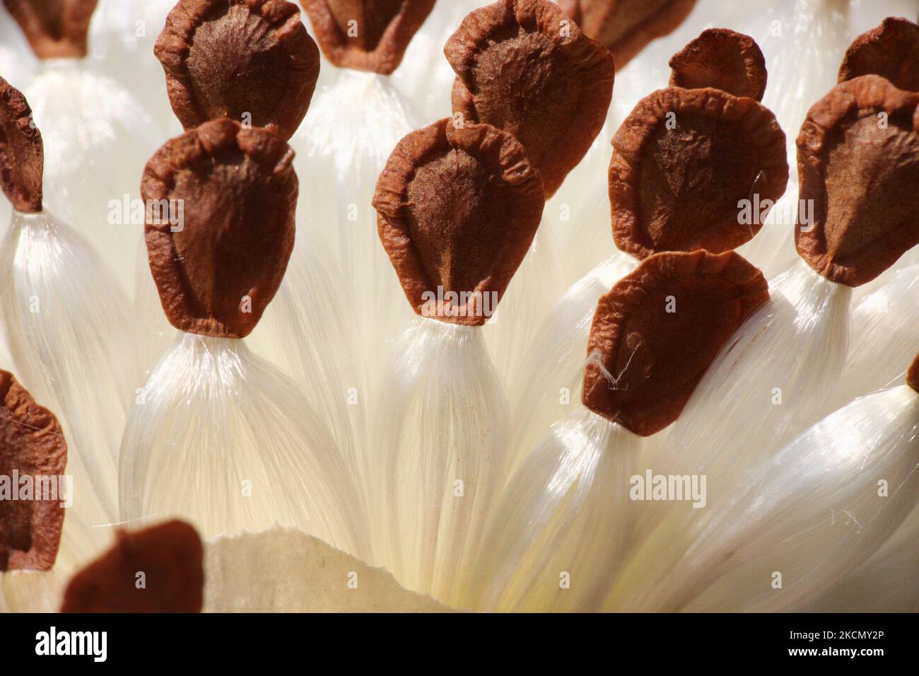 Close-up of Common Milkweed (Asclepias syriaca) seeds in Toronto, Ontario, Canada. (Photo by Creative Touch Imaging Ltd./NurPhoto) Stock Photo