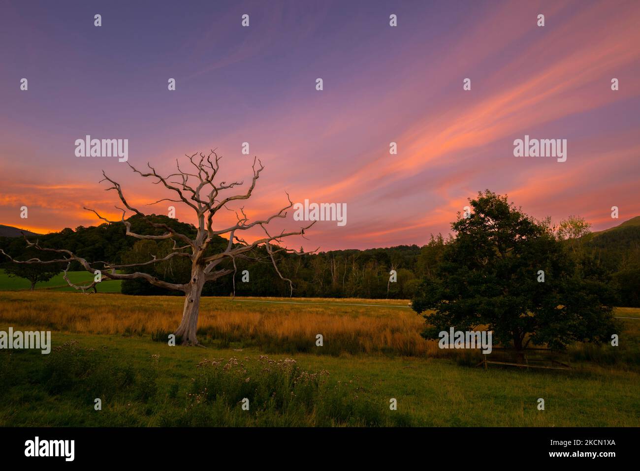 Sunset over a Dead Tree Stock Photo