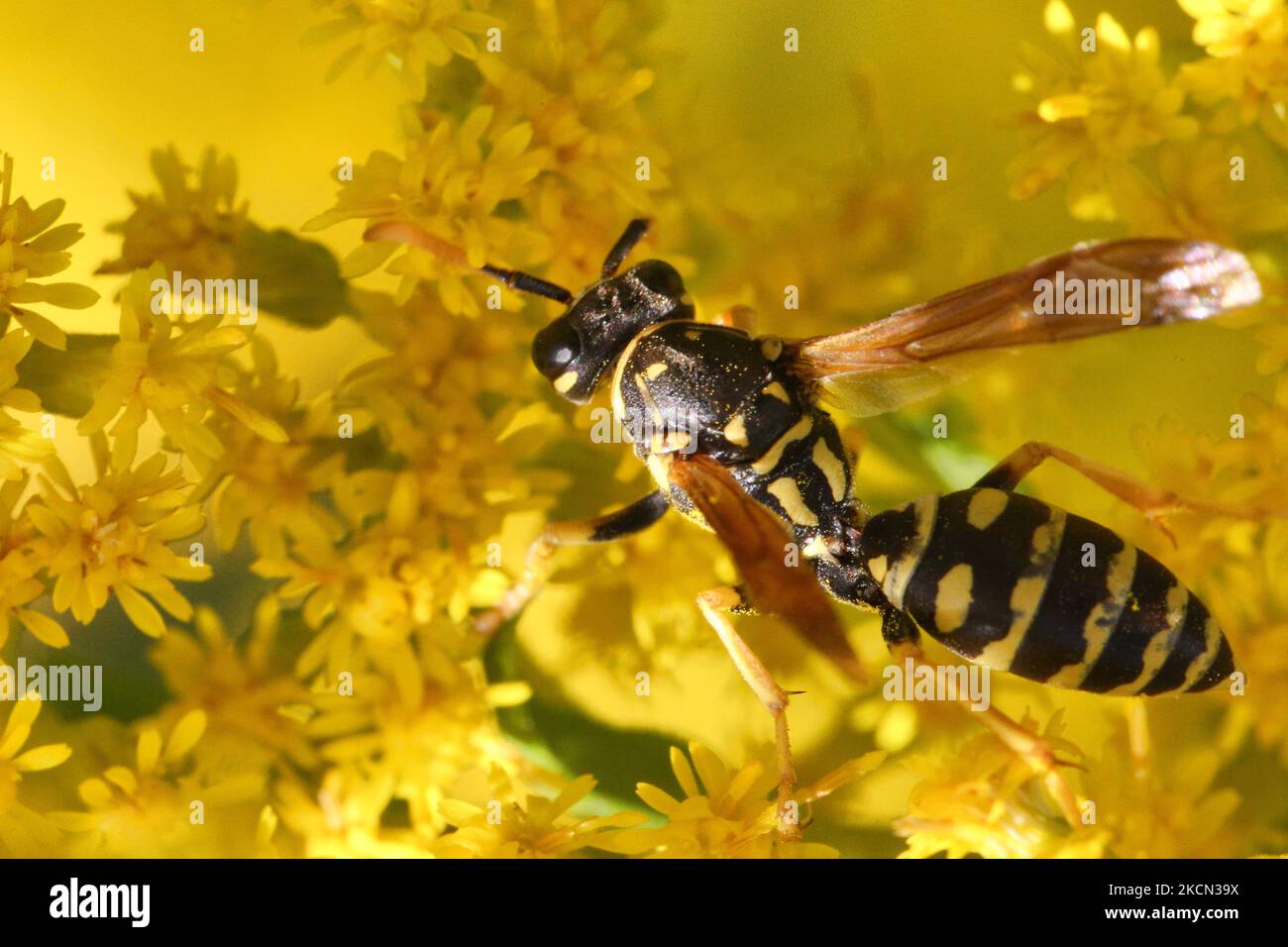 European paper wasp (Polistes dominula) on flowers in Toronto, Ontario, Canada, on September 11, 2021. (Photo by Creative Touch Imaging Ltd./NurPhoto) Stock Photo