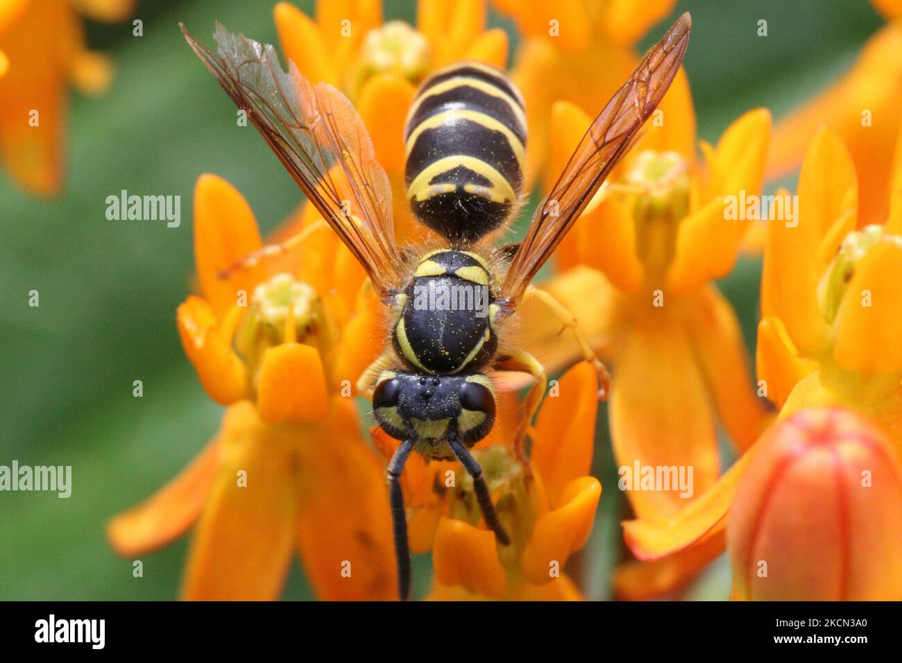 European paper wasp (Polistes dominula) on Butterfly Milkweed (asclepias tuberosa) flowers in Toronto, Ontario, Canada, on September 11, 2021. (Photo by Creative Touch Imaging Ltd./NurPhoto) Stock Photo