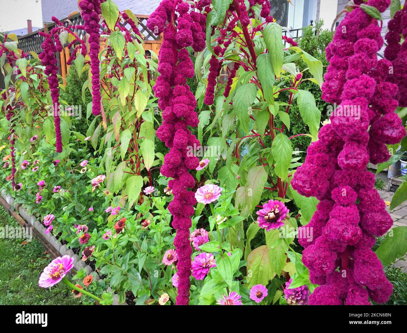 Loveliesbleeding flowers (Amaranthus caudatus) growing in Toronto, Ontario, Canada, on
