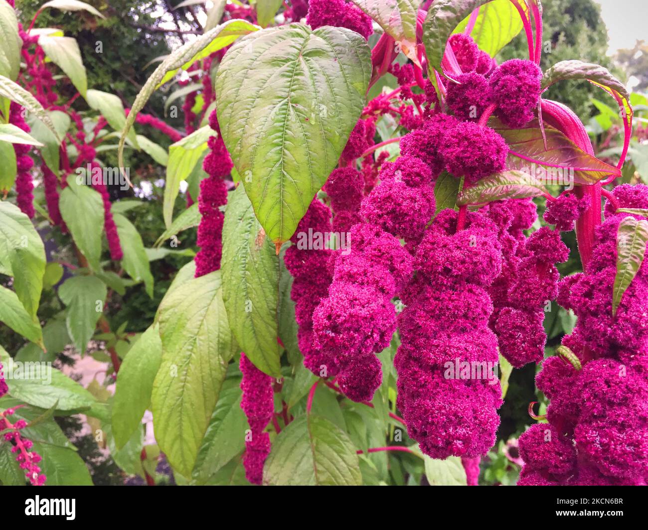 Love lies bleeding flowers hires stock photography and images Alamy