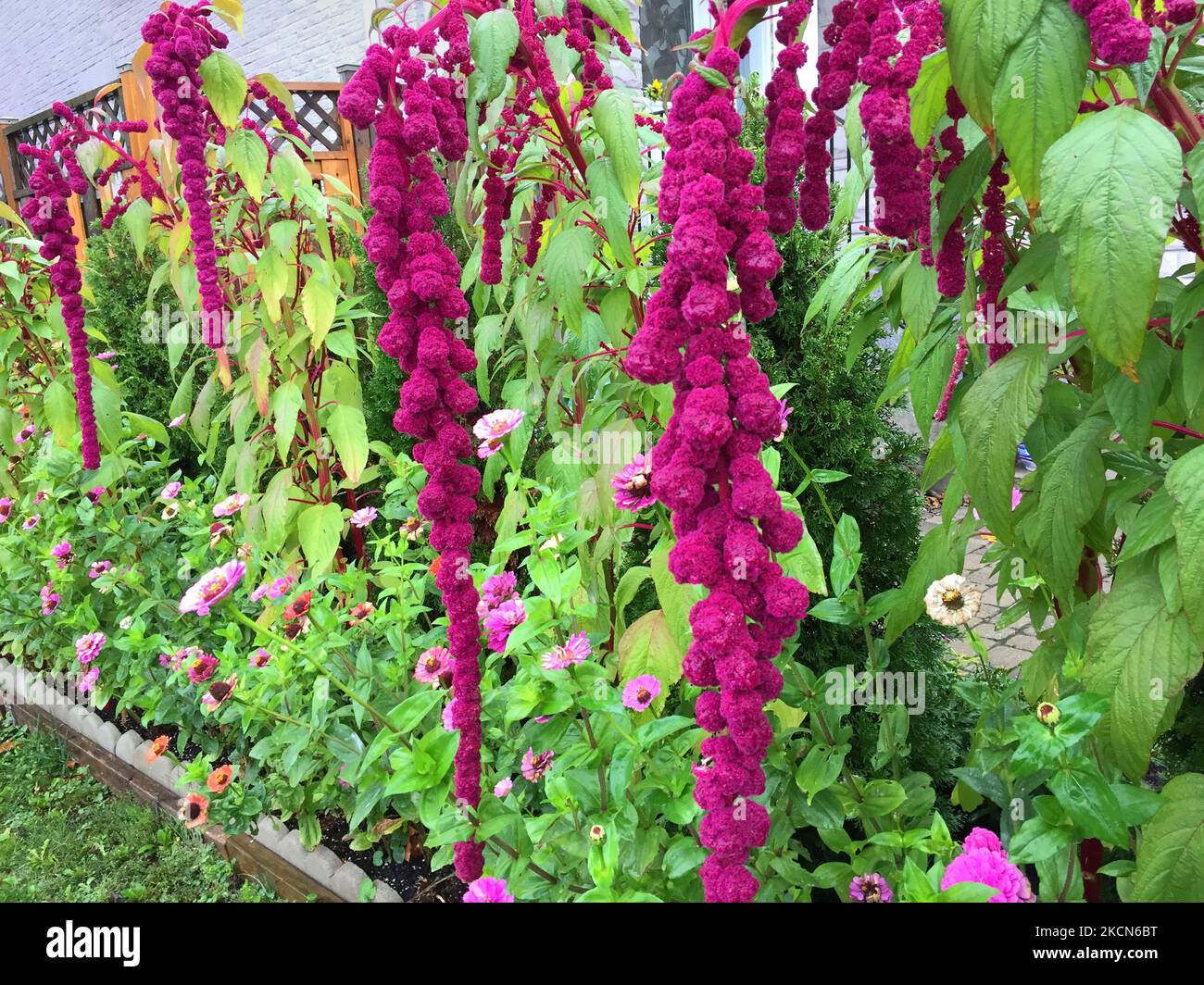 Love lies bleeding flowers hires stock photography and images Alamy