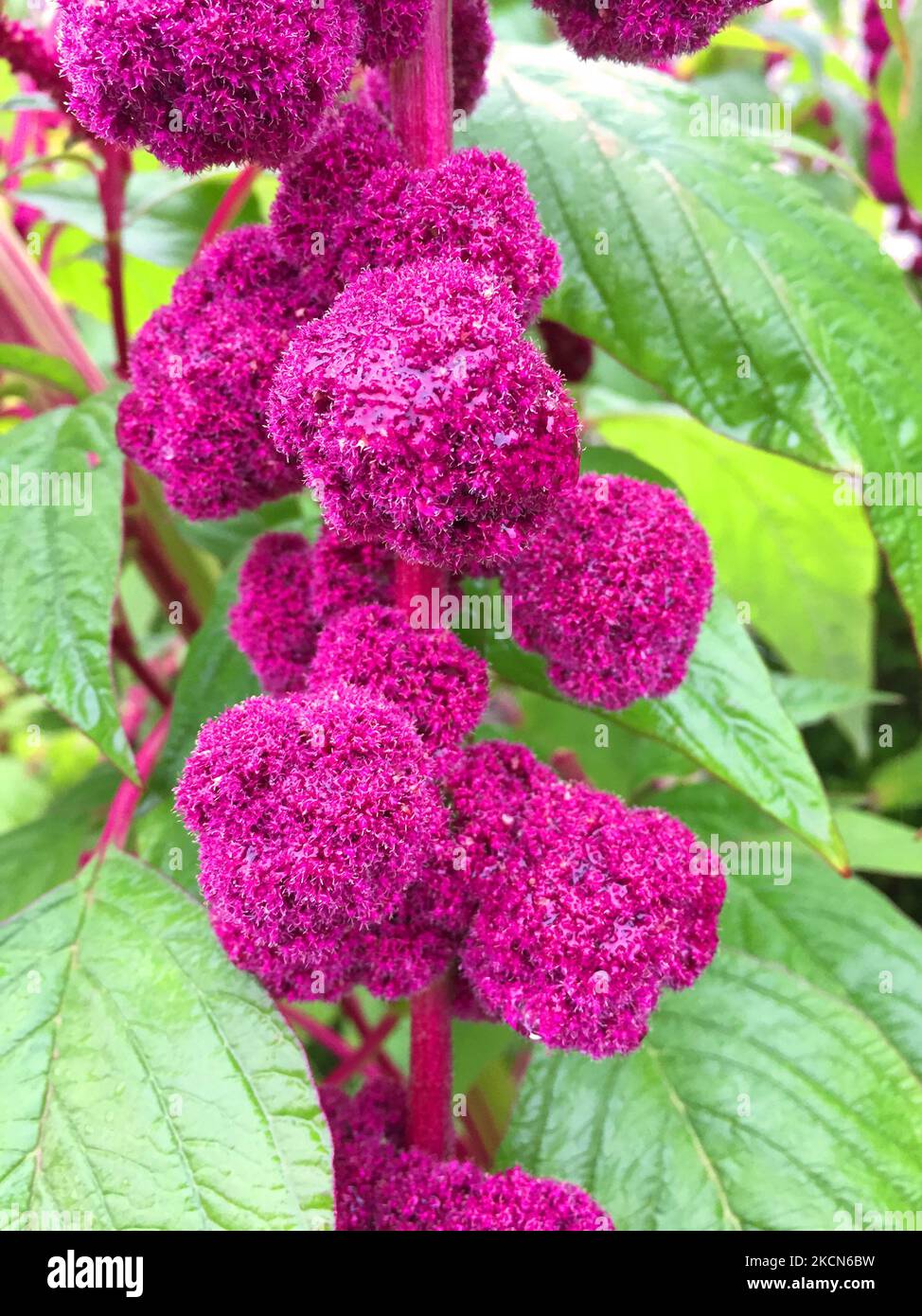 close up of amaranth plants on a sunny day, selective focus Stock Photo -  Alamy
