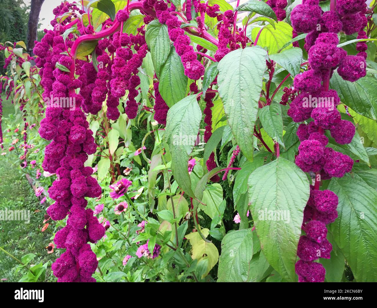 Love lies bleeding flowers hires stock photography and images Alamy
