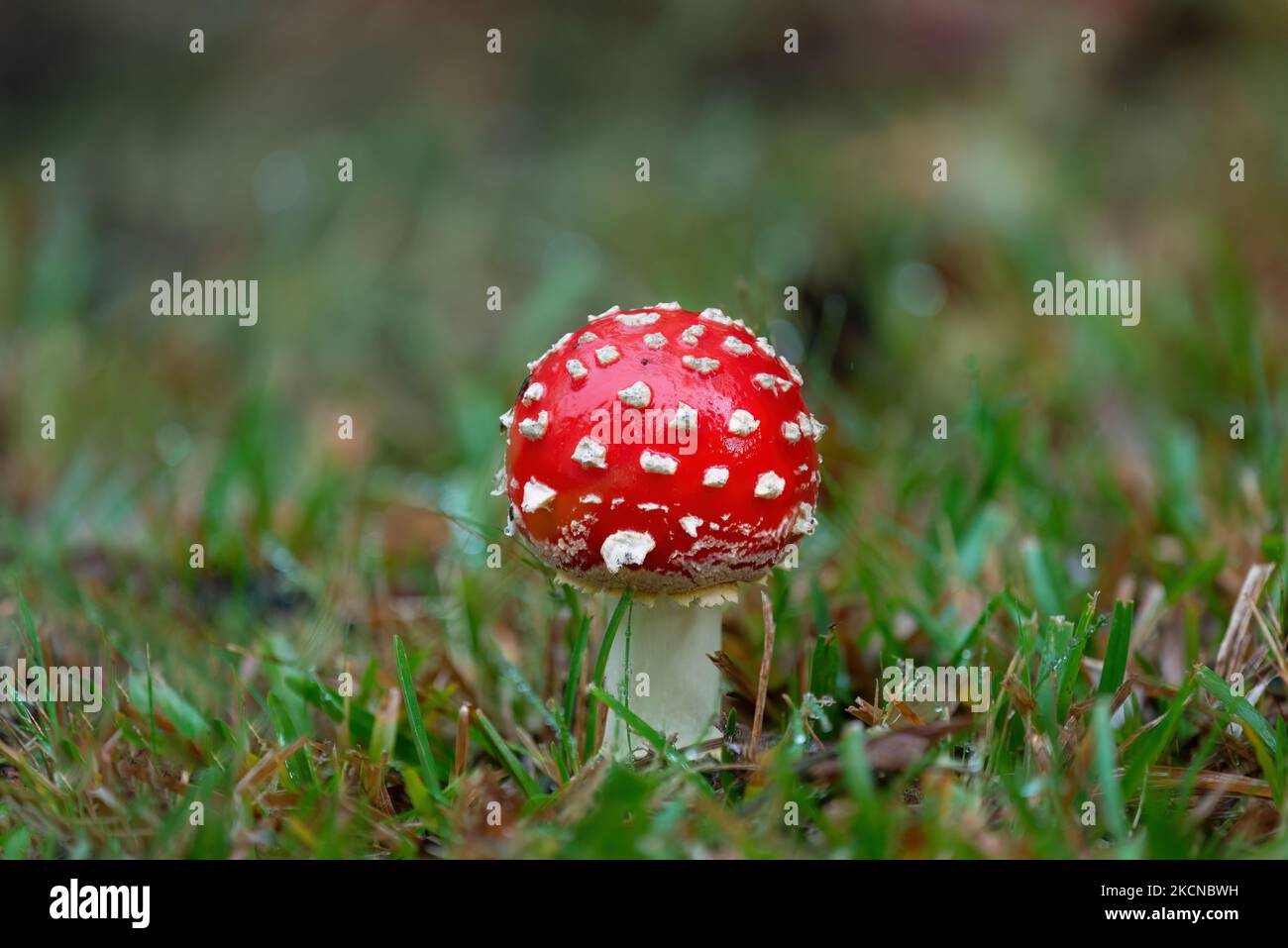 Close-up image of a pretty young fly agaric mushroom on the green grass. Stock Photo