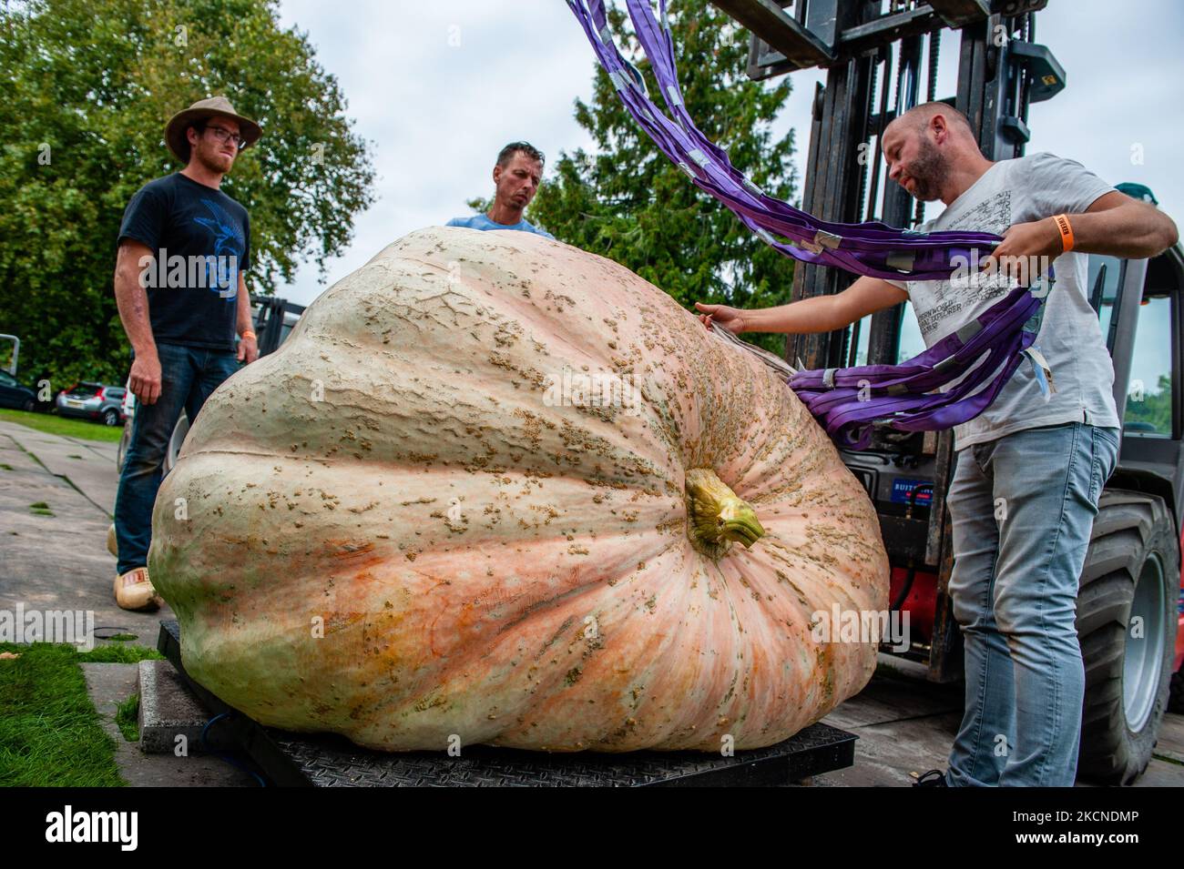 People from the organization are weighing the heaviest pumpkins, during ...