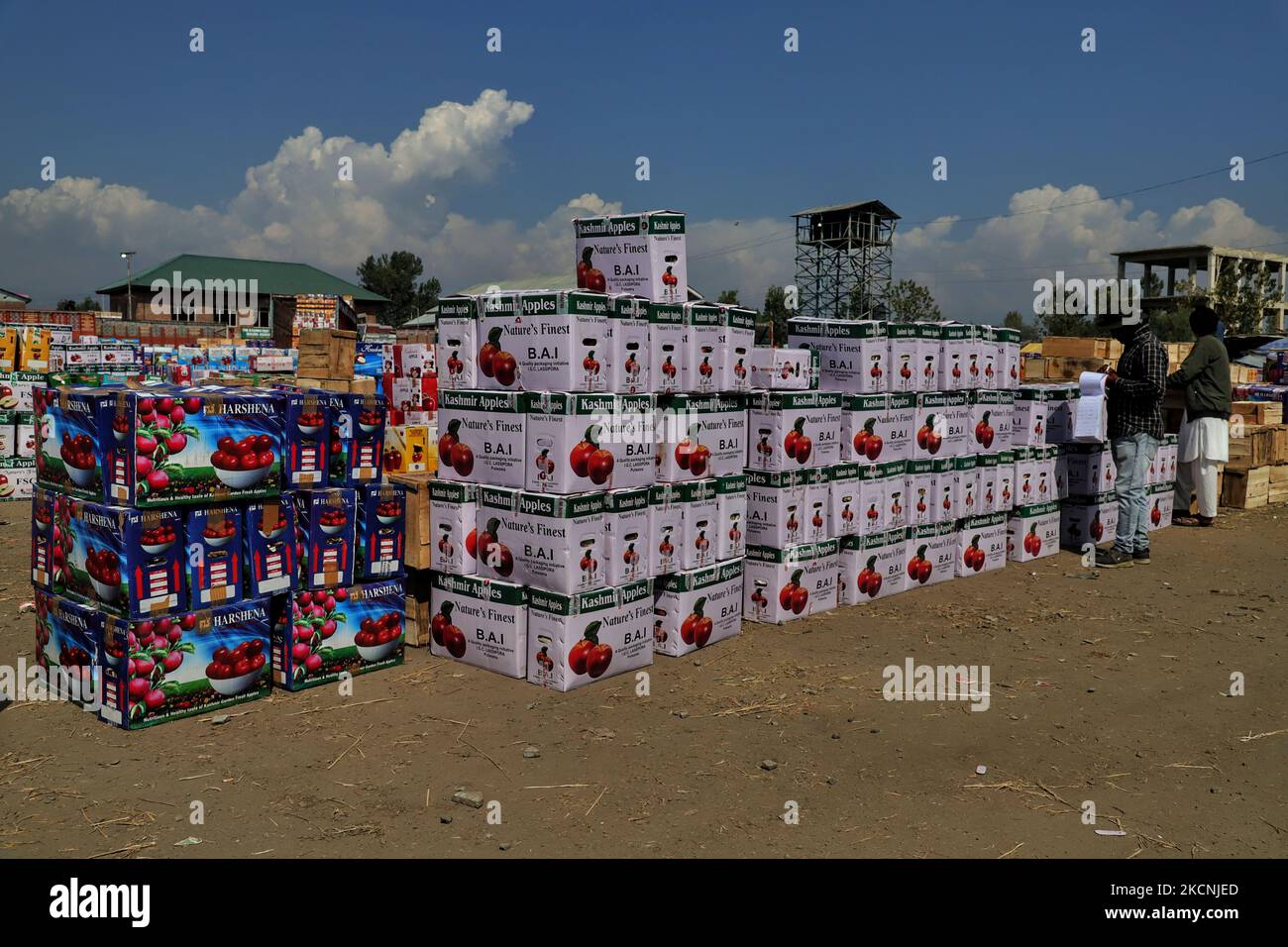 A Trader is seen near the Apple boxes at Fruit mandi in Sopore, District baramulla, Jammu and Kashmir, India on 28 September 2021. Jammu & Kashmir boasts of around 80% share of total apple produced in the country.Â Apple cultivation and its value chain is one of the main stays of rural economy with revenue of around Rs. 1500 crores.Â The apple production is predominantly confined to districts of Srinagar, Ganderbal, Budgam, Baramulla, Kupwara, Anantnag and Shopian in Kashmir province. (Photo by Nasir Kachroo/NurPhoto) Stock Photo