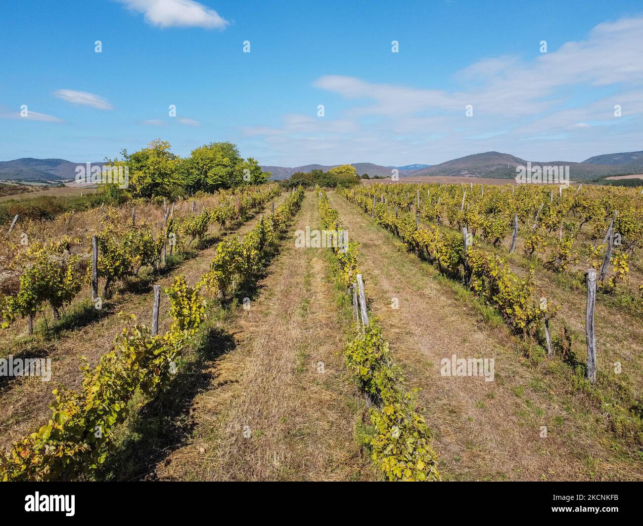 Aerial view of the vineyard located on the south-eastern foot of the Bukk Mountains is seen near Bogacs, Hungary on 25 September 2021 (Photo by Michal Fludra/NurPhoto) Stock Photo