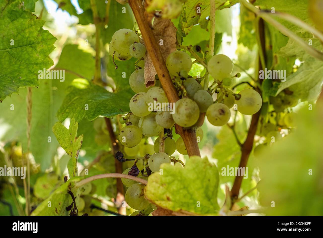 Vineyard located on the south-eastern foot of the Bukk Mountains is seen near Bogacs, Hungary on 25 September 2021 (Photo by Michal Fludra/NurPhoto) Stock Photo