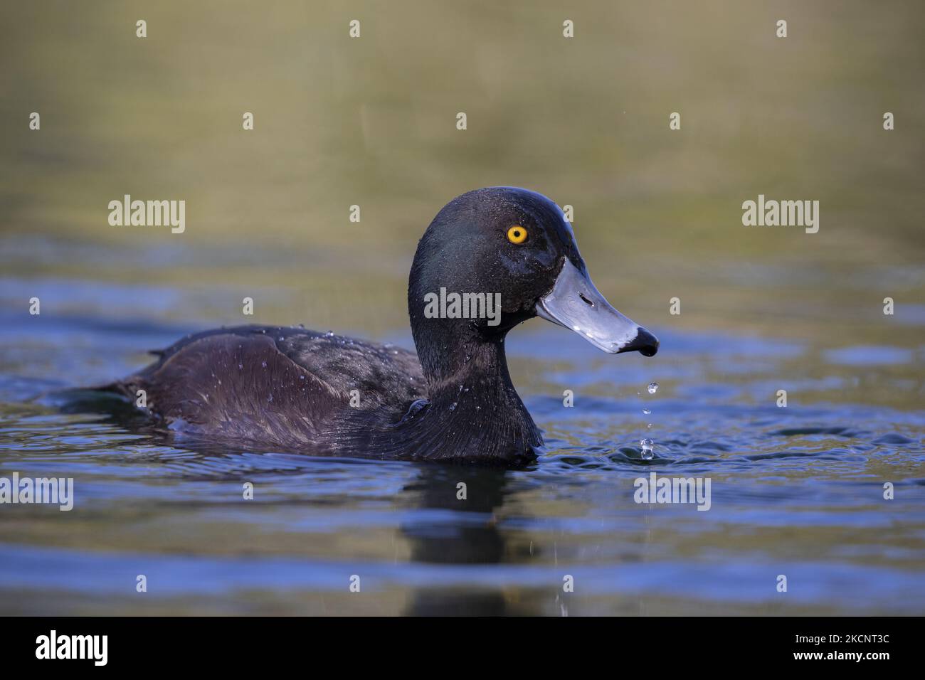 A New Zealand Scaup which is also known as Black Teal or Papango which is endemic to New Zealand swims on a lake at Groynes park in Christchurch, New Zealand, on October 01, 2021. (Photo by Sanka Vidanagama/NurPhoto) Stock Photo