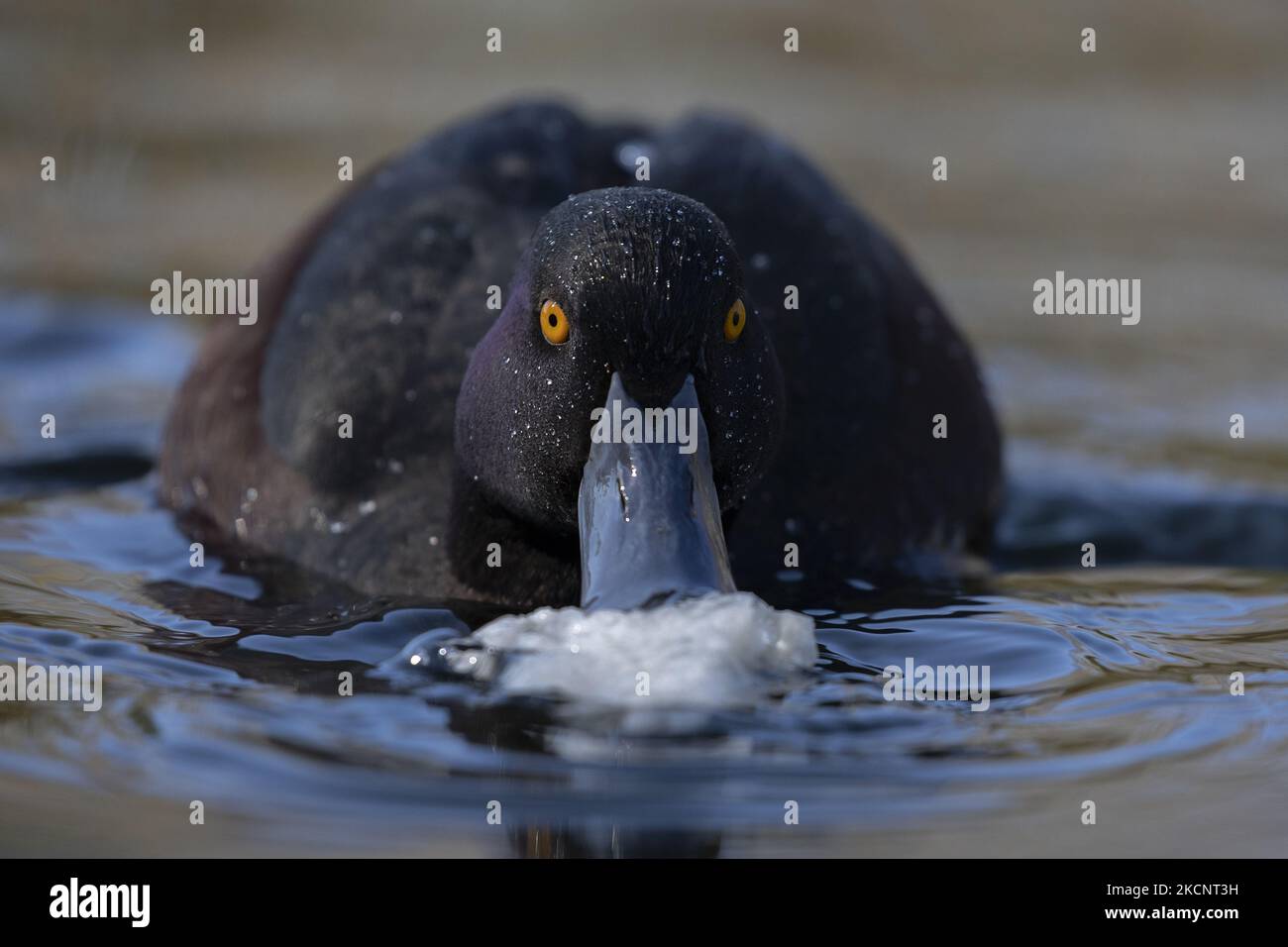 A New Zealand Scaup which is also known as Black Teal or Papango which is endemic to New Zealand eats a piece of bread on a lake at Groynes park in Christchurch, New Zealand, on October 01, 2021. (Photo by Sanka Vidanagama/NurPhoto) Stock Photo