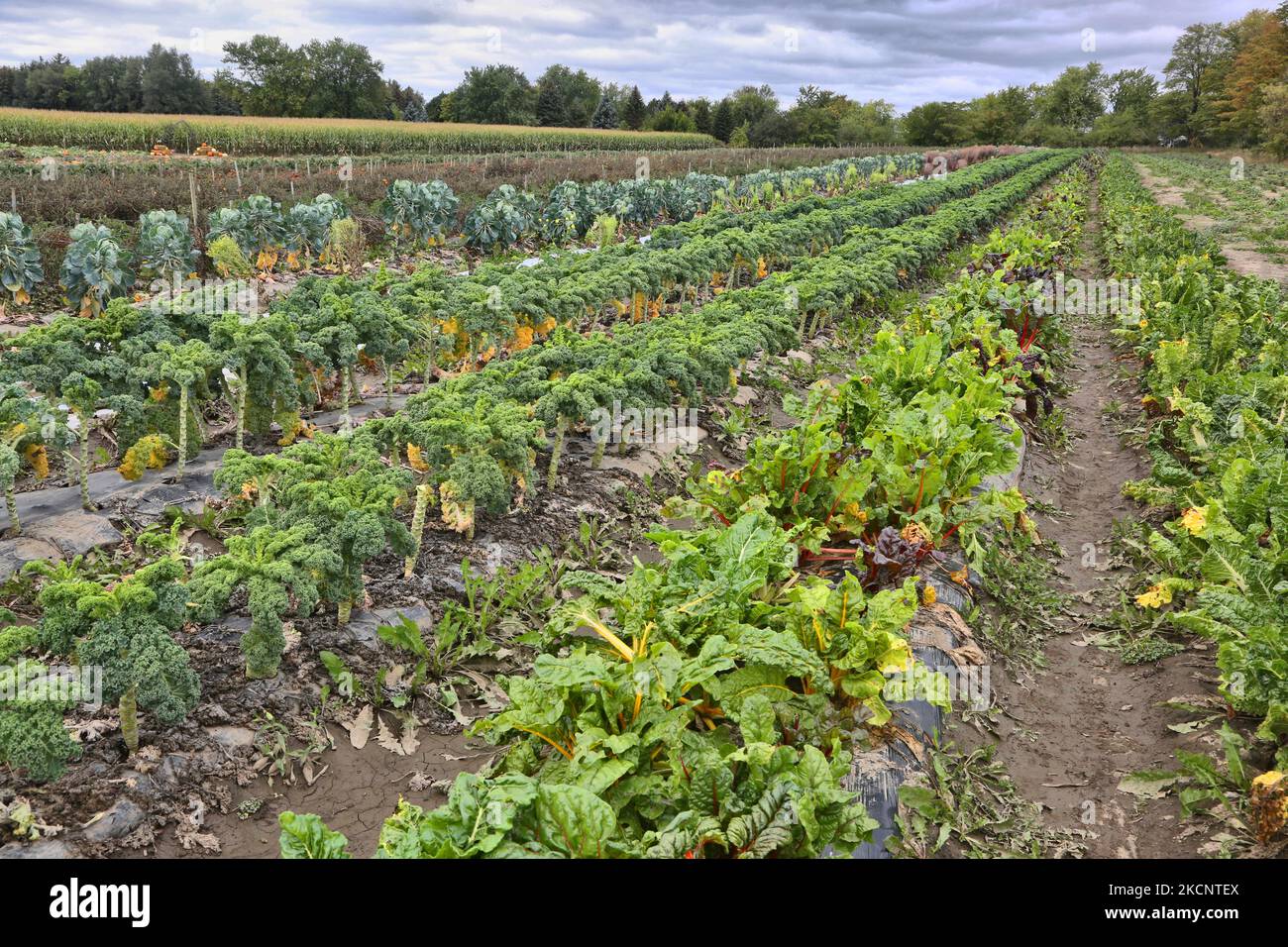 Crops growing at a farm in Maple, Ontario, Canada, on September 30 ...