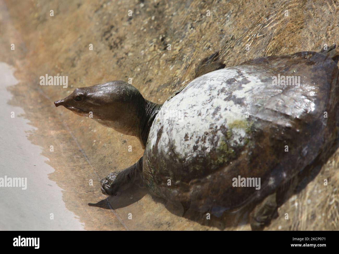 A Florida softshell turtle (Apalone ferox) at a nature reserve near Everglades National Park in Florida, USA. The Florida softshell turtle is a species of softshell turtle native to the southeastern United States, and is one of the fastest turtles to move on land. (Photo by Creative Touch Imaging Ltd./NurPhoto) Stock Photo
