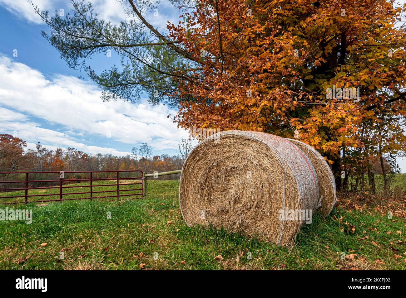 Round hay bales wrapped in hay netting sitting under a tree next to a pasture gate in rural Ohio