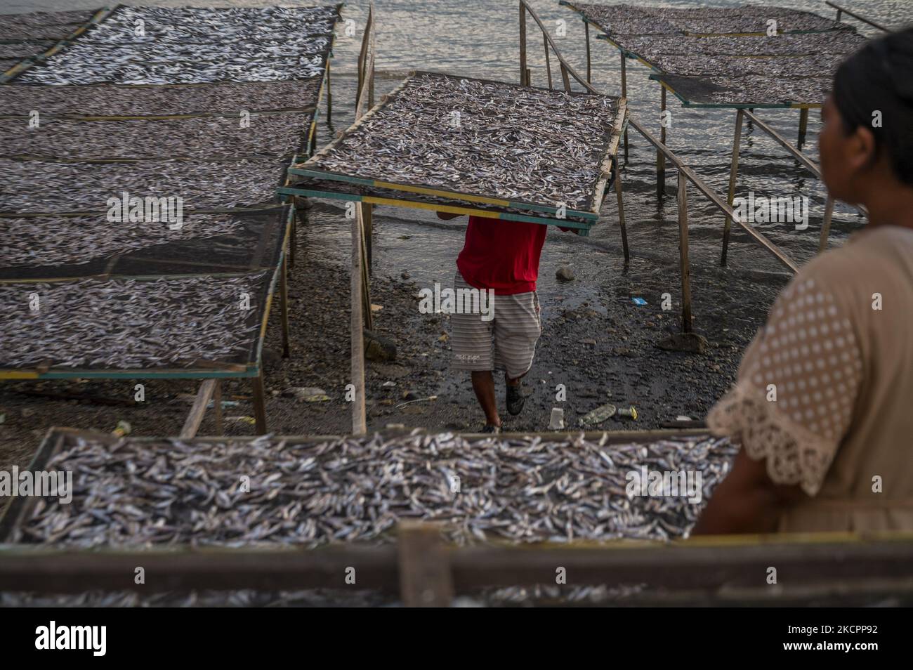 Workers collect dried fish at Mamboro Beach, Palu Bay, Central Sulawesi ...