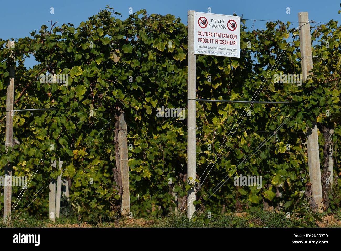 A sign that syas 'Crop treated with phytosanitary products' see along the vineyards in Treviso Province. On Sunday, October 17, 2021, in Bassano del Grappa, Veneto, Italy. (Photo by Artur Widak/NurPhoto) Stock Photo