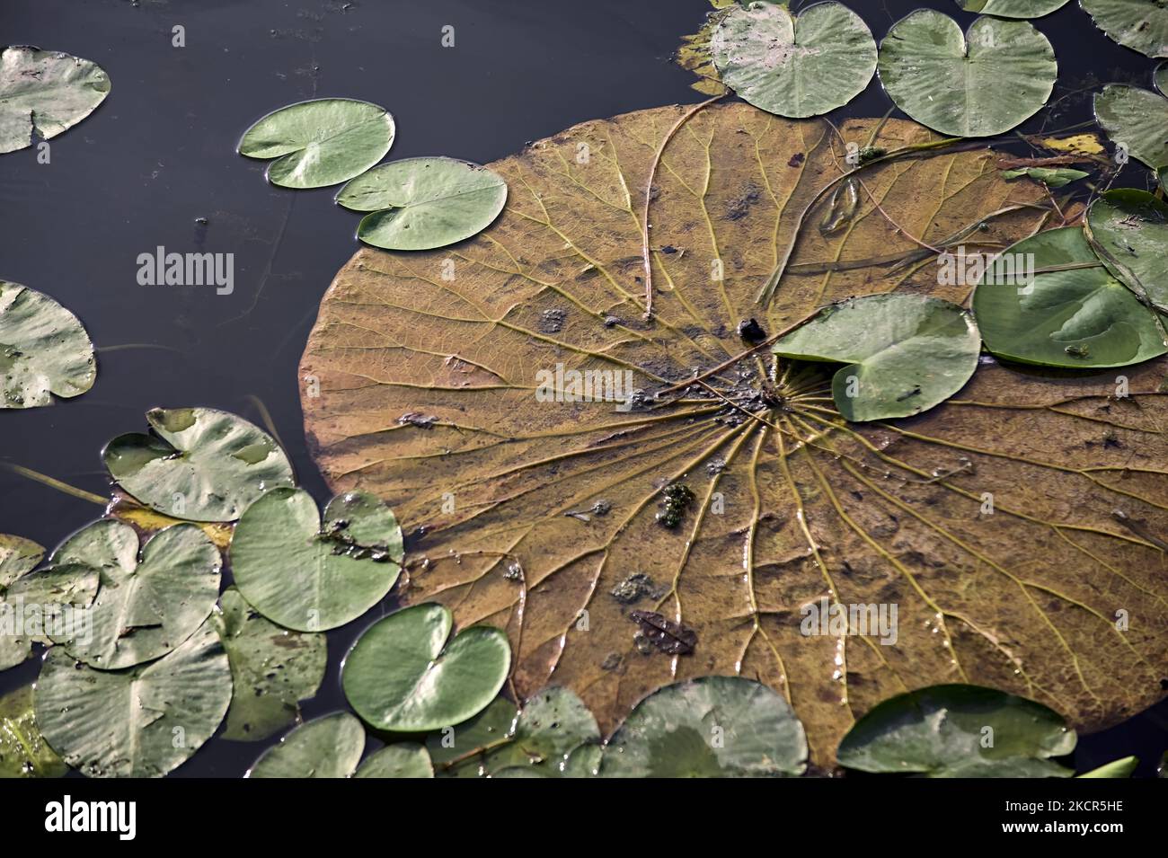 Yellow orange lotus water lily hi-res stock photography and images - Alamy