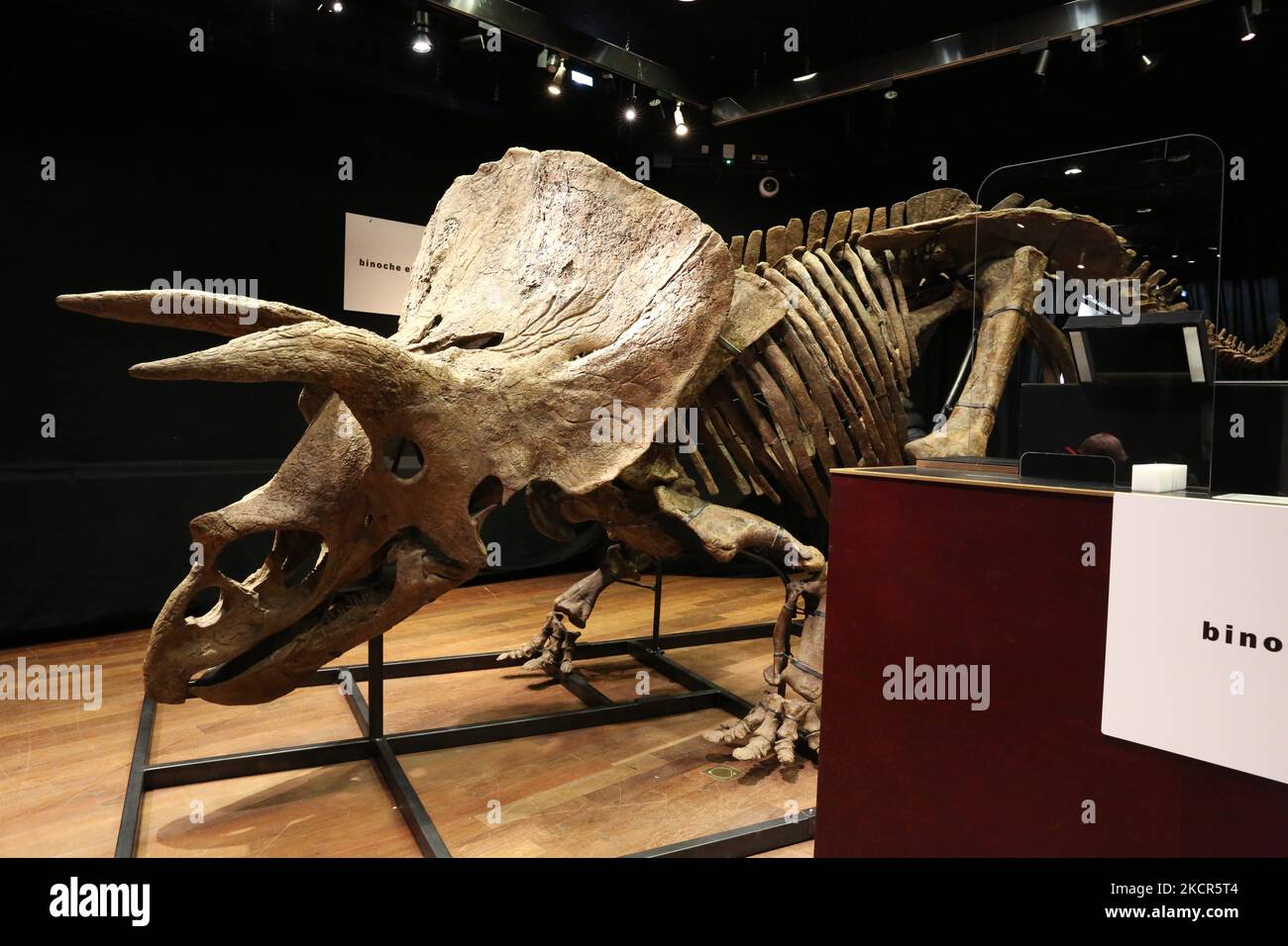 A fossilized triceratops skeleton stands on a metal frame during its auction at the Hôtel Drouot, a famous auction house in Paris, on October 21, 2021. 'Big John', the largest known triceratops ever discovered by paleontologists, over 66 million years old and with an 8-metre long skeleton, was awarded for 5.5 million euros, 6.65 million euros including commissions. It sold to an unidentified private U.S. buyer. (Photo by Michel Stoupak/NurPhoto) Stock Photo