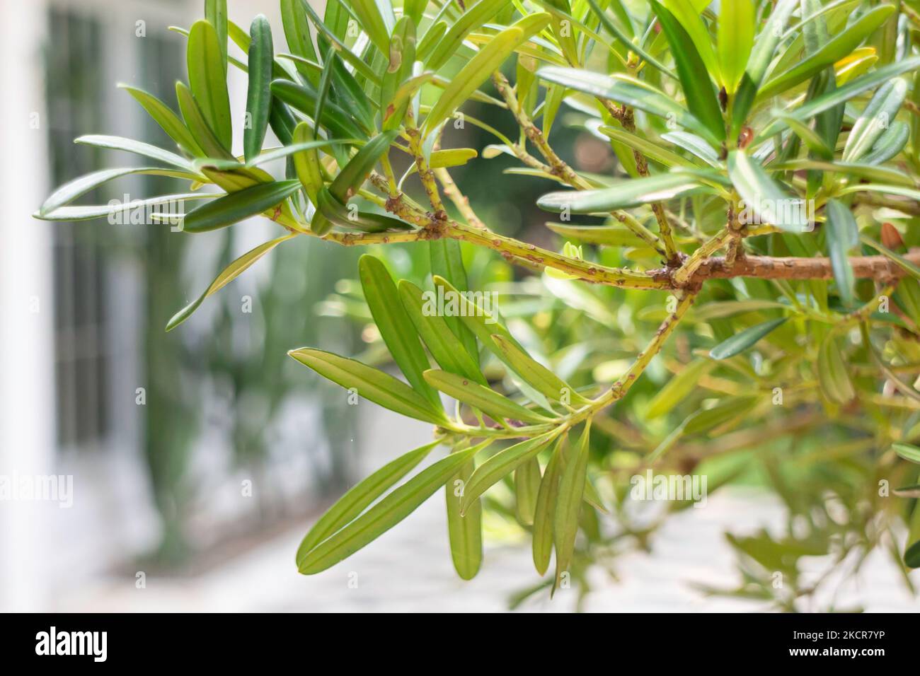 Purifying plants hi-res stock photography and images - Alamy