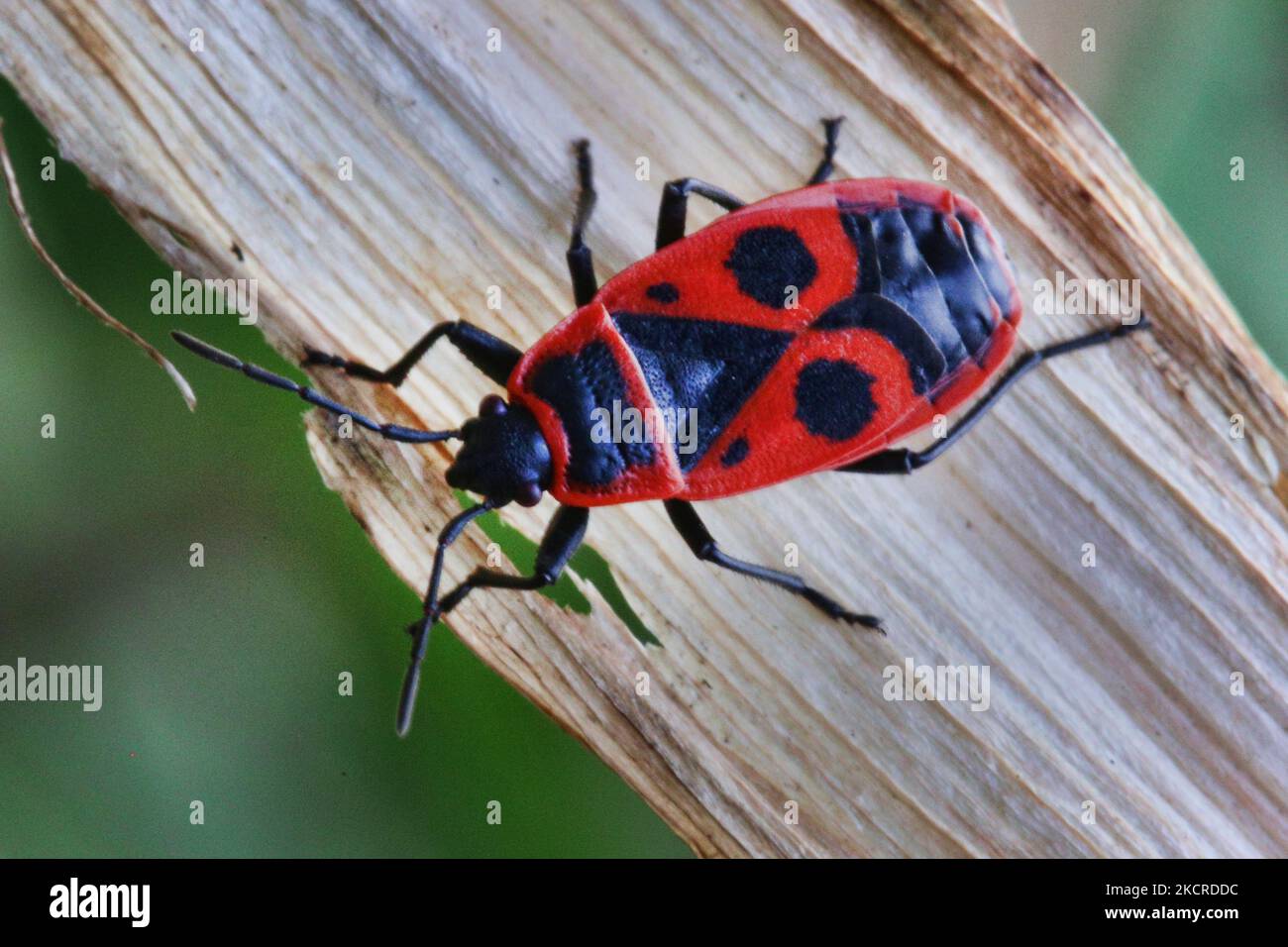 Pyrrhacoris apterus hi-res stock photography and images - Alamy