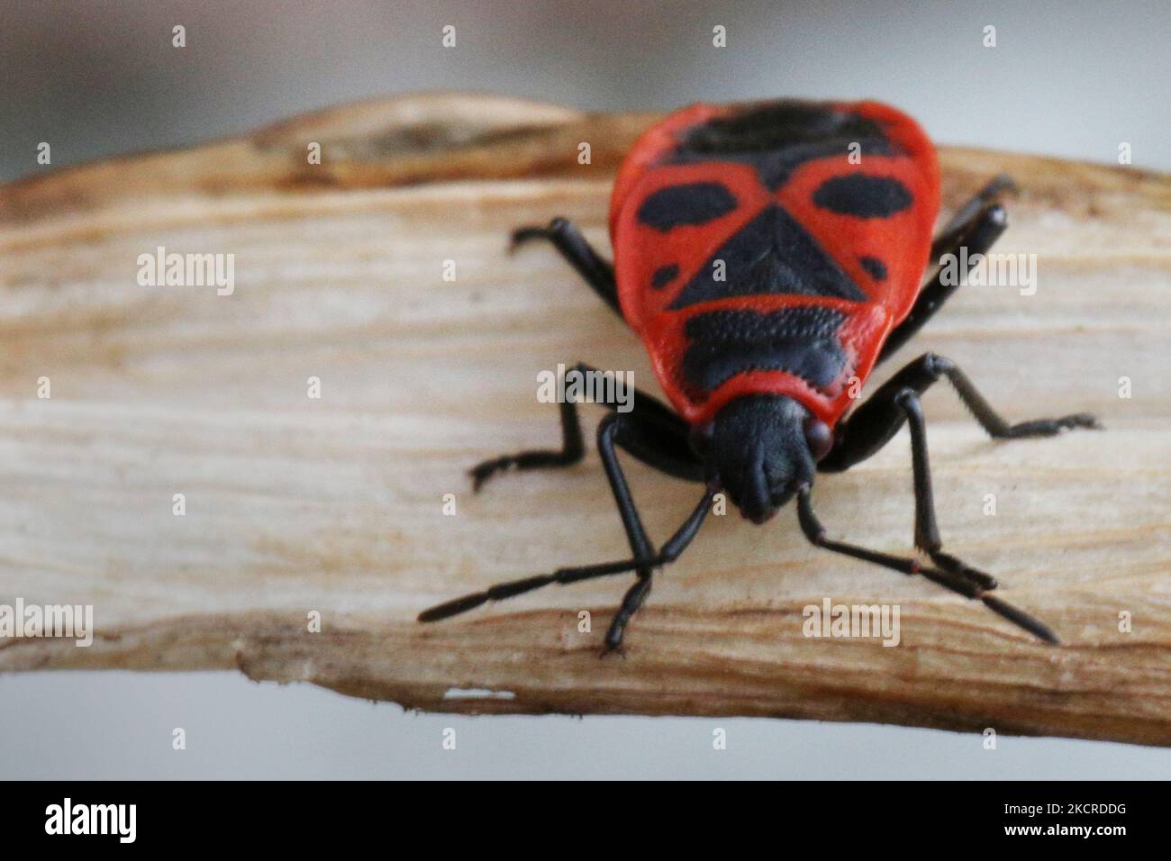 Pyrrhacoris apterus hi-res stock photography and images - Alamy