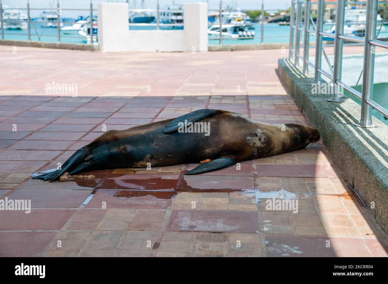 Galapagos sea lion, Zalophus wollebaeki, in Puerto Ayora jetty, right after defecating and peeing Stock Photo