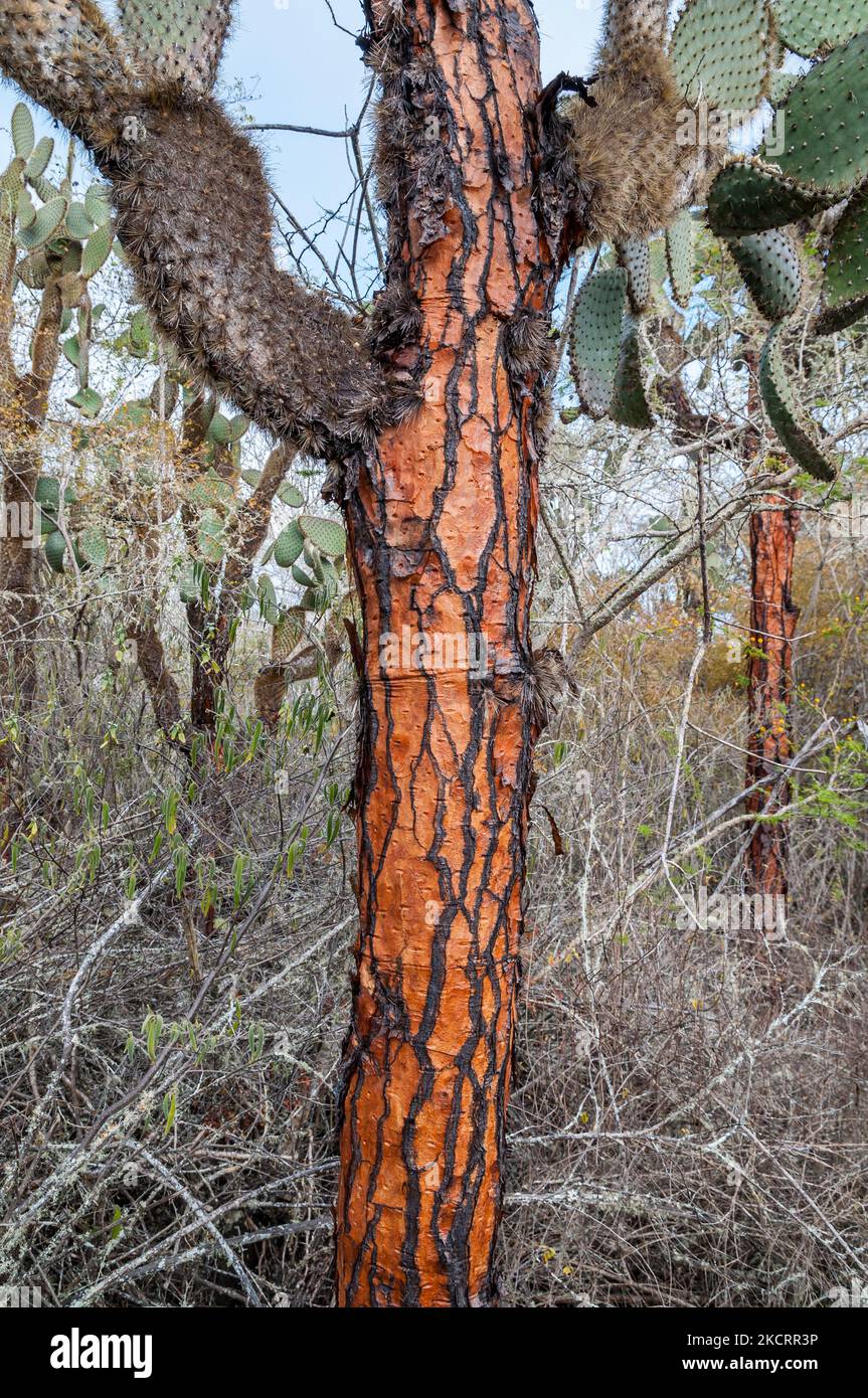 Opuntia galapageia var. gigantea, detail of bark, Santa Cruz, Galapagos Islands Stock Photo