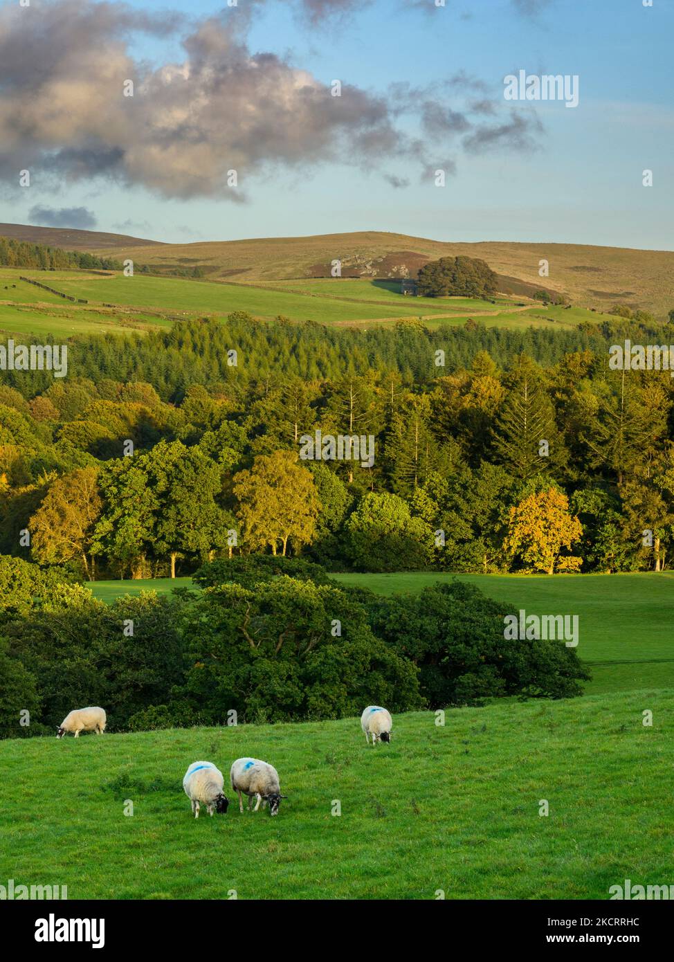 Beautiful sunny Wharfedale view (forest of trees on valley hillside, sun on high fells, farmland, grassland, blue sky) - Yorkshire Dales, England, UK. Stock Photo