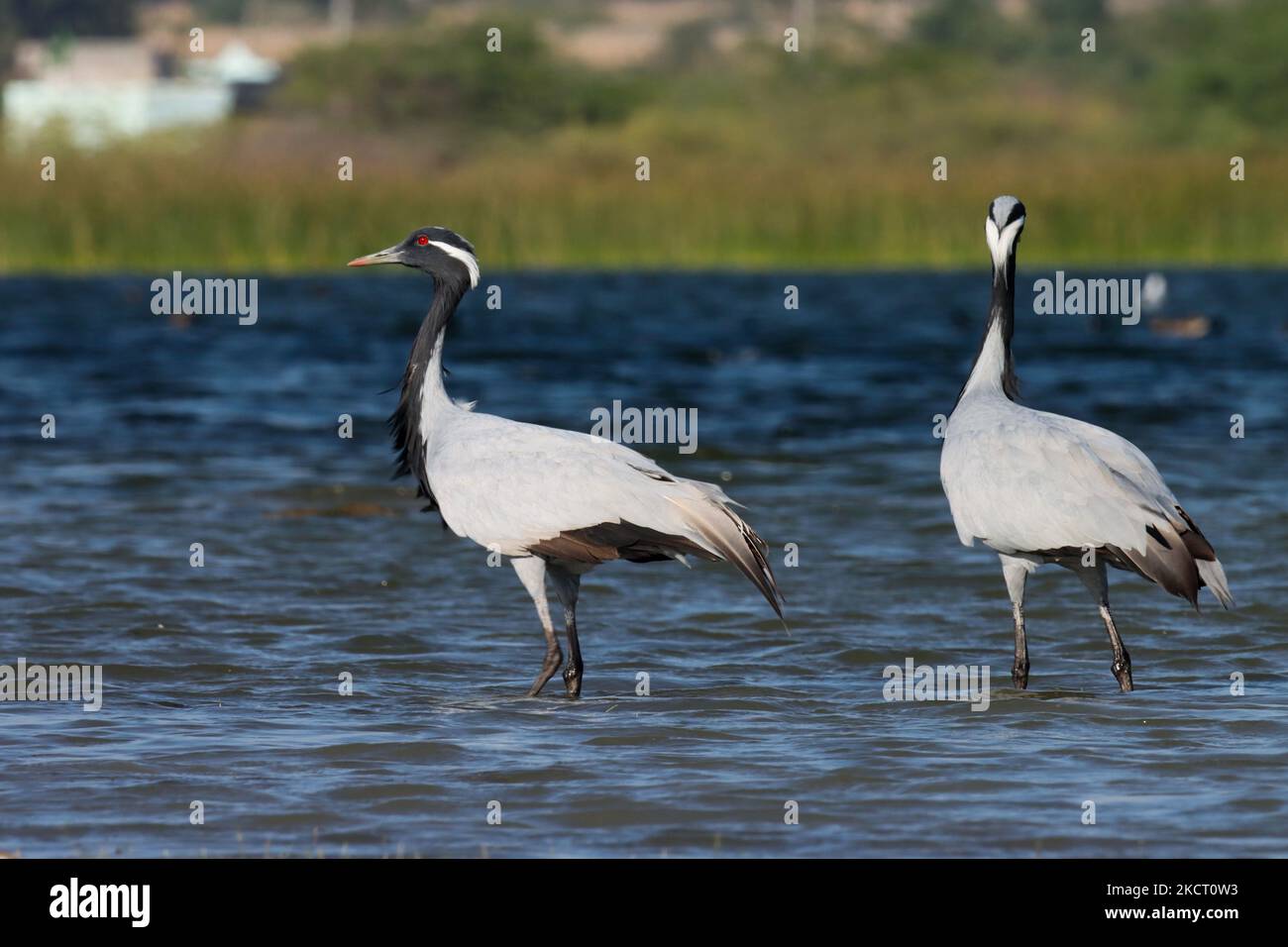 Demoiselle cranes bird standing in river water. stunning bird. grus virgo. Anthropoides virgo. bird background wallpaper. natural background. Stock Photo