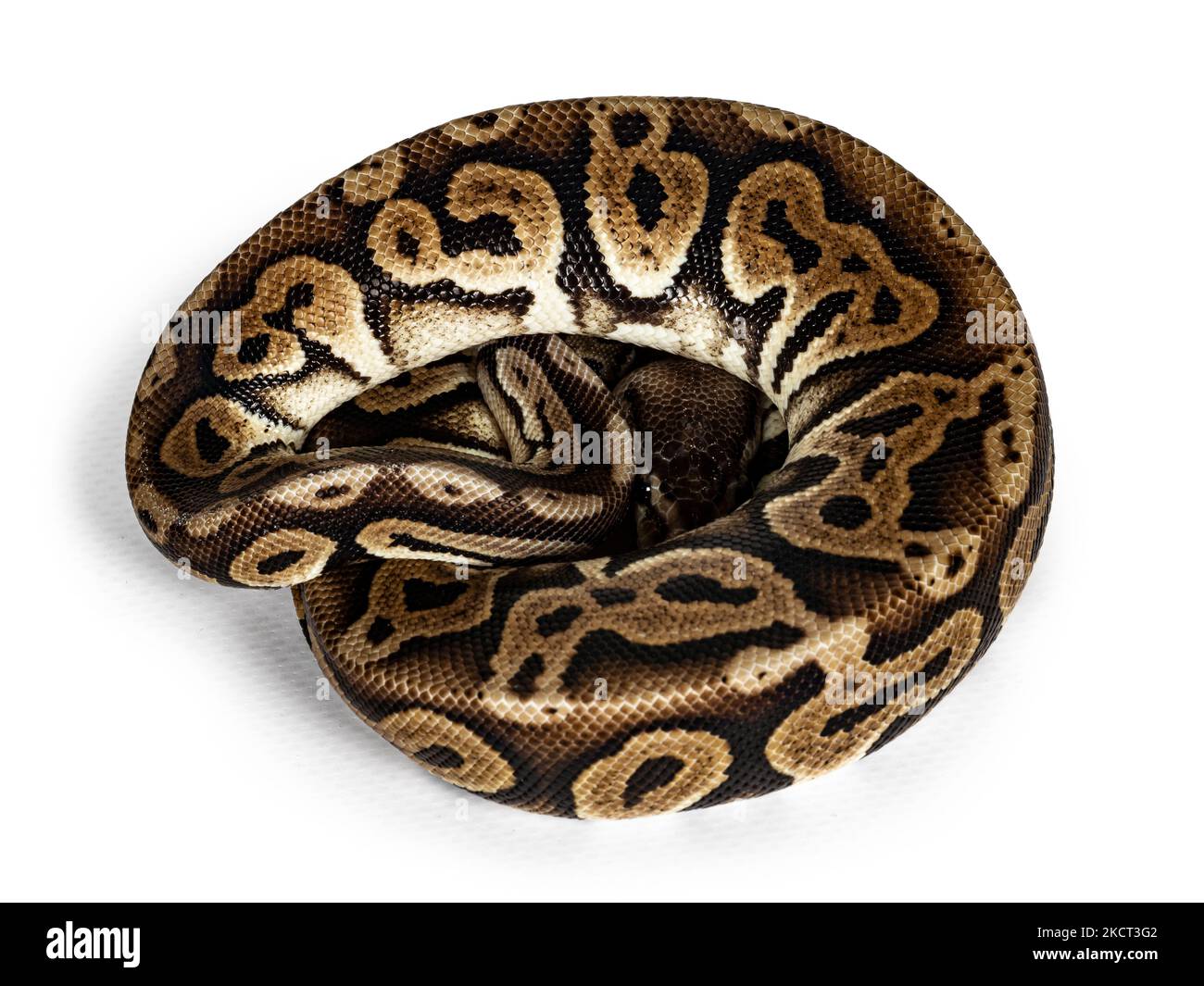 Top view curled up Ballpython aka Python regius, isolated on white background. Stock Photo