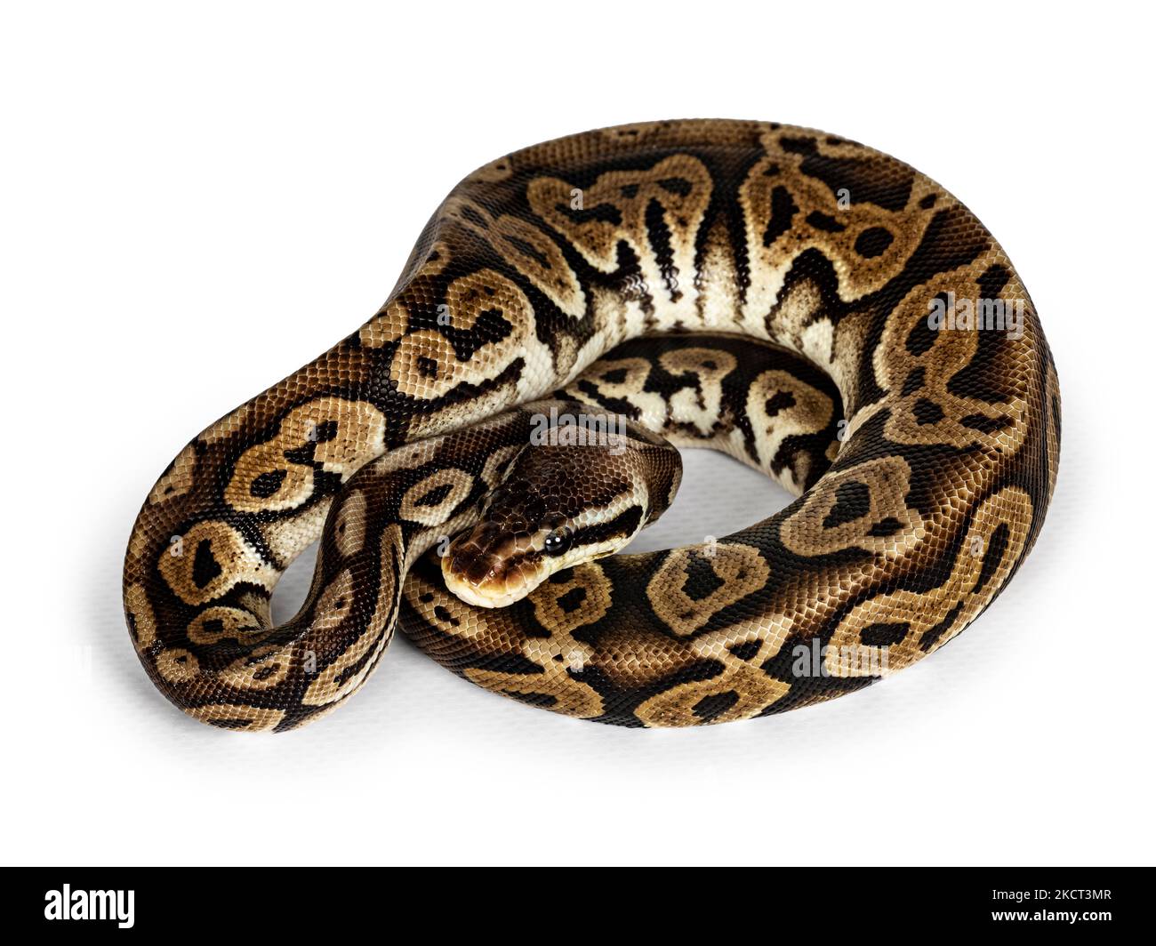 Top view curled up Ballpython aka Python regius, isolated on white background. Stock Photo