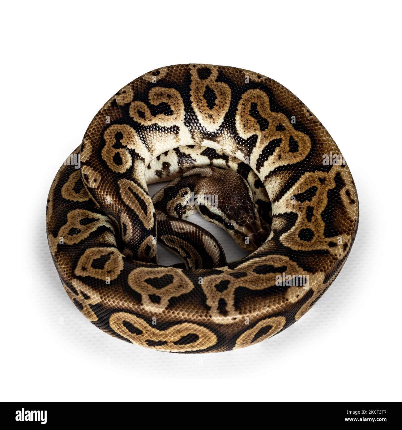 Top view curled up Ballpython aka Python regius, isolated on white background. Stock Photo