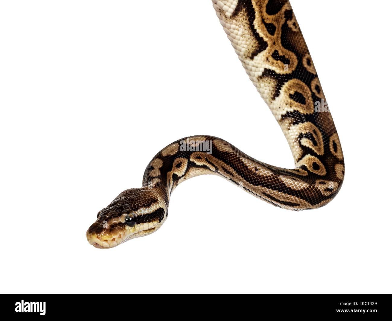 head shot of Ball python aka Python regius, isolated on white background. Stock Photo