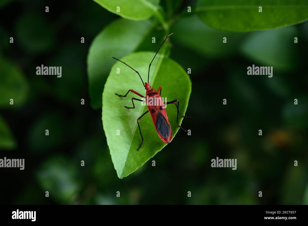Largidae Seed Bug (Physopelta Sp., Largidae) | Pu'er, Yunnan, China