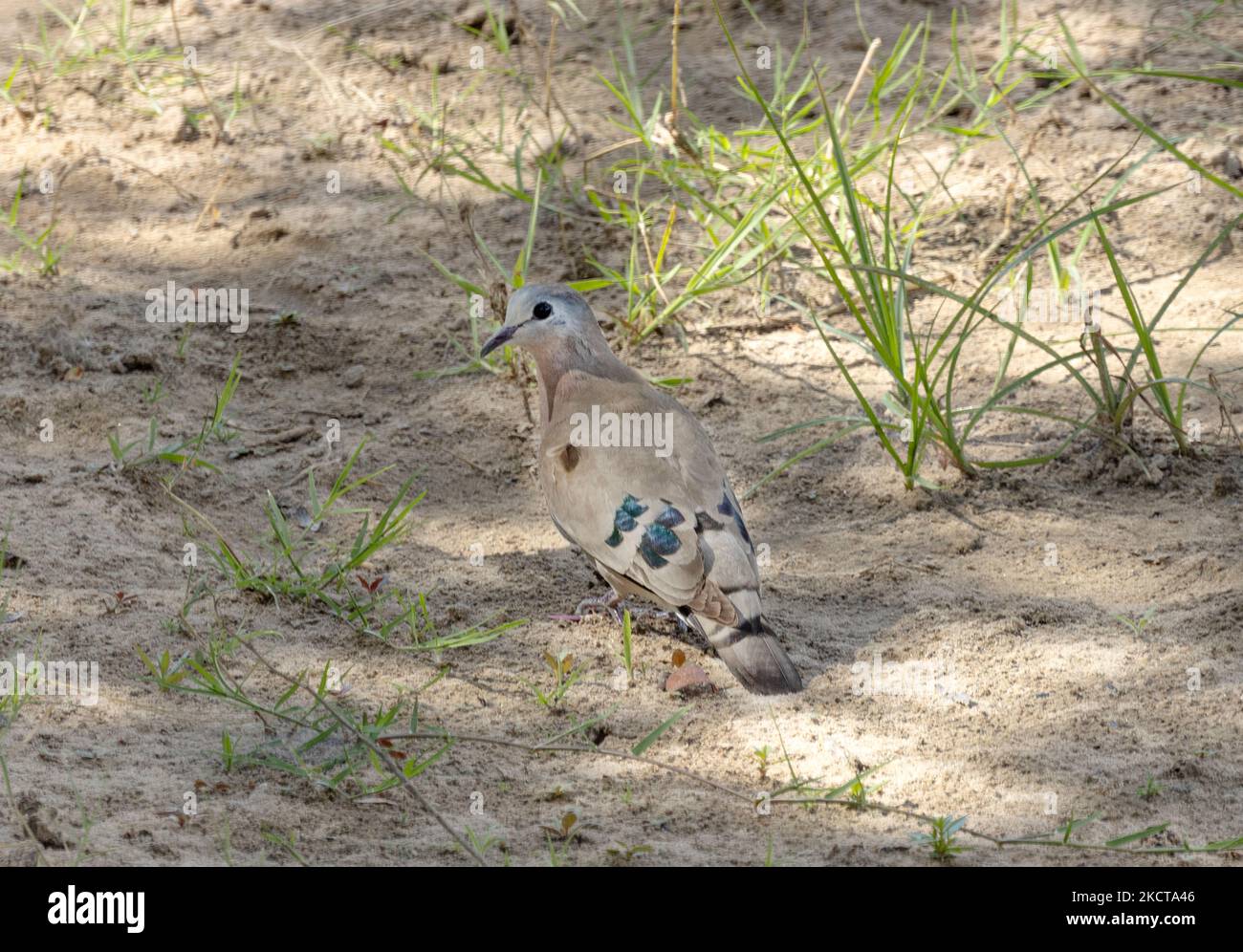Common emerald dove preening hires stock photography and images Alamy