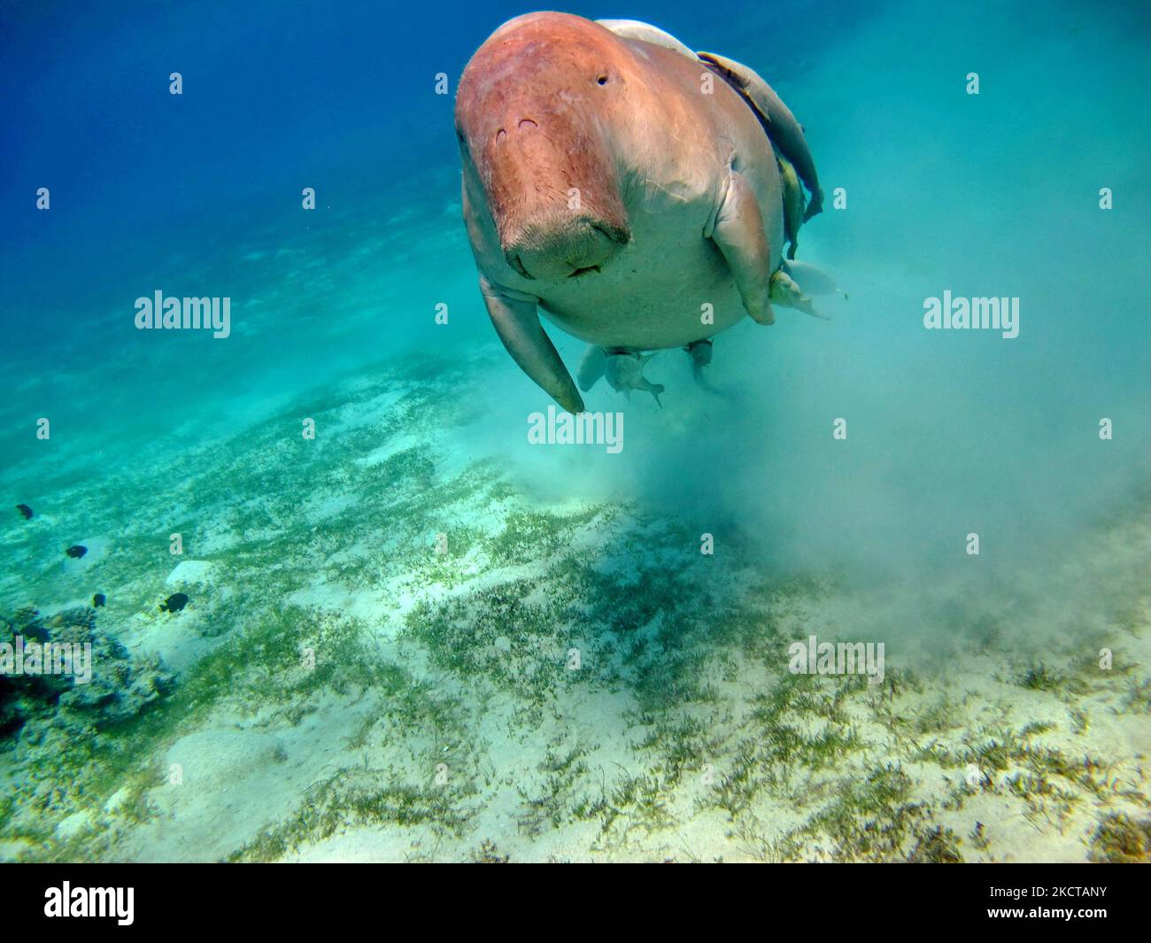 Dugong. Baby dugong from the bay of Mars Mubarak Dugongo. Sea Cow in