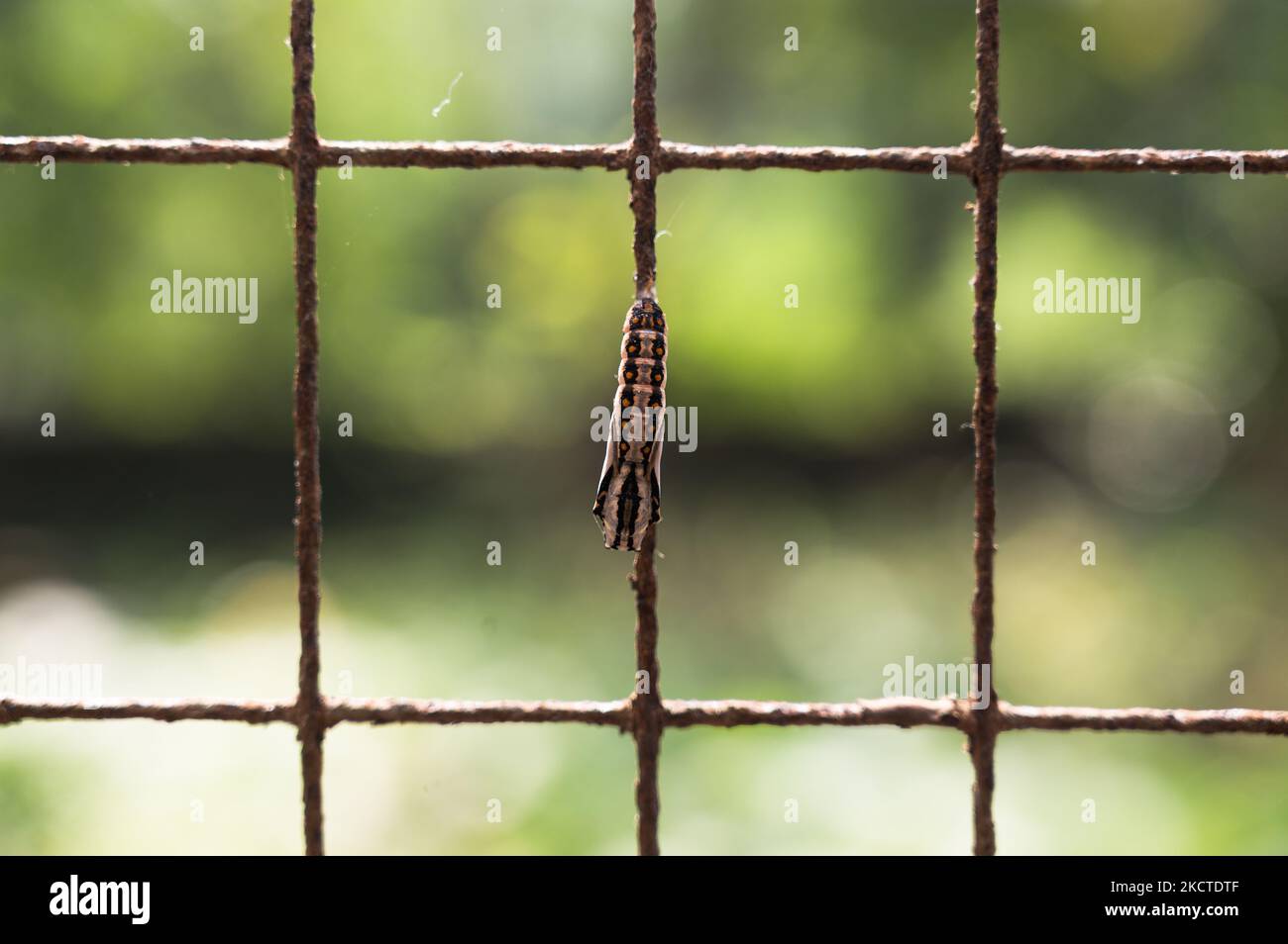 Caterpillar turns into butterfly hires stock photography and images