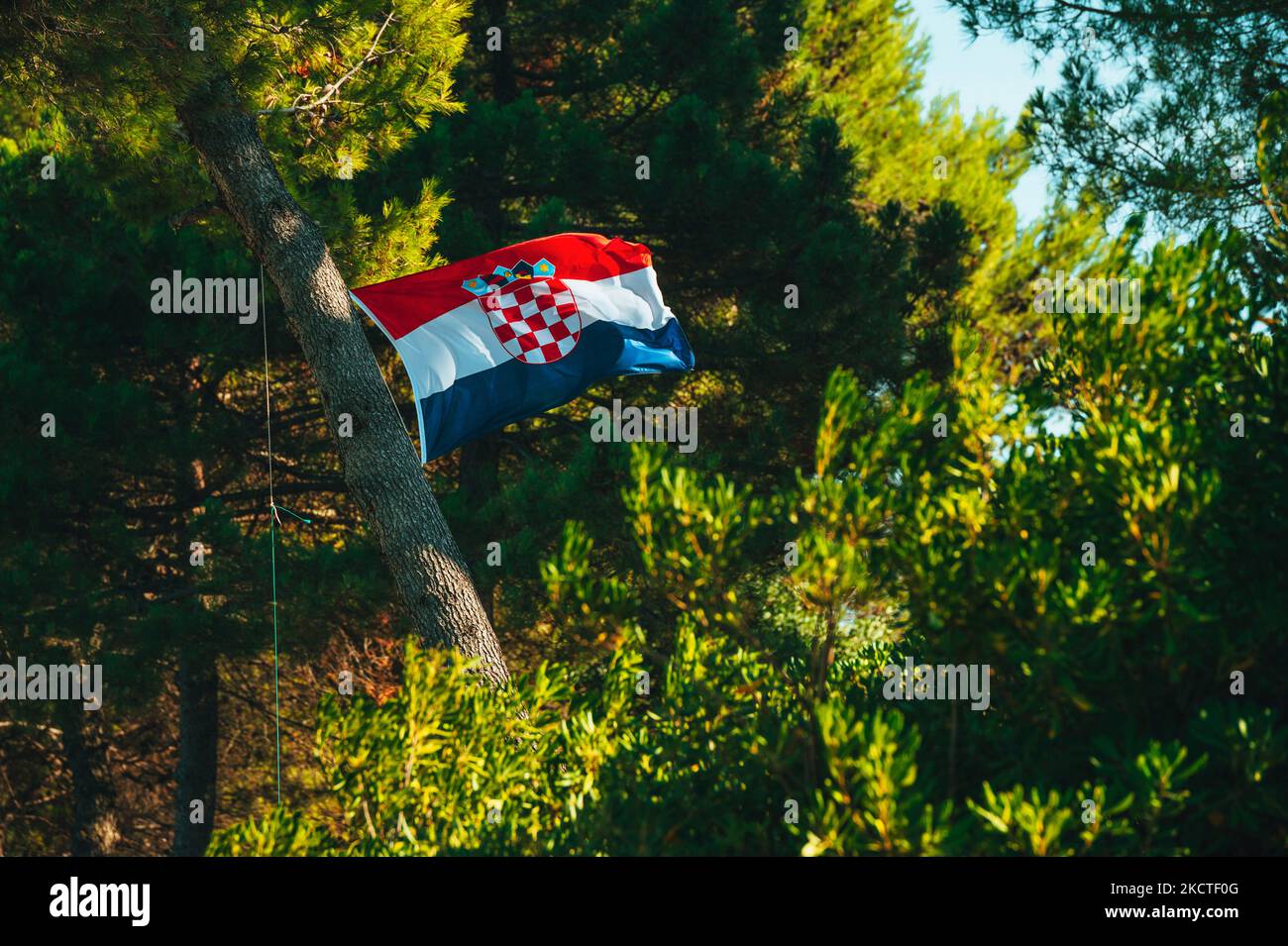 Croatia Flag and Green Pine Trees in Background. Sport Photo. Football Fans. Summer Vacation by Mediterranean Sea Stock Photo