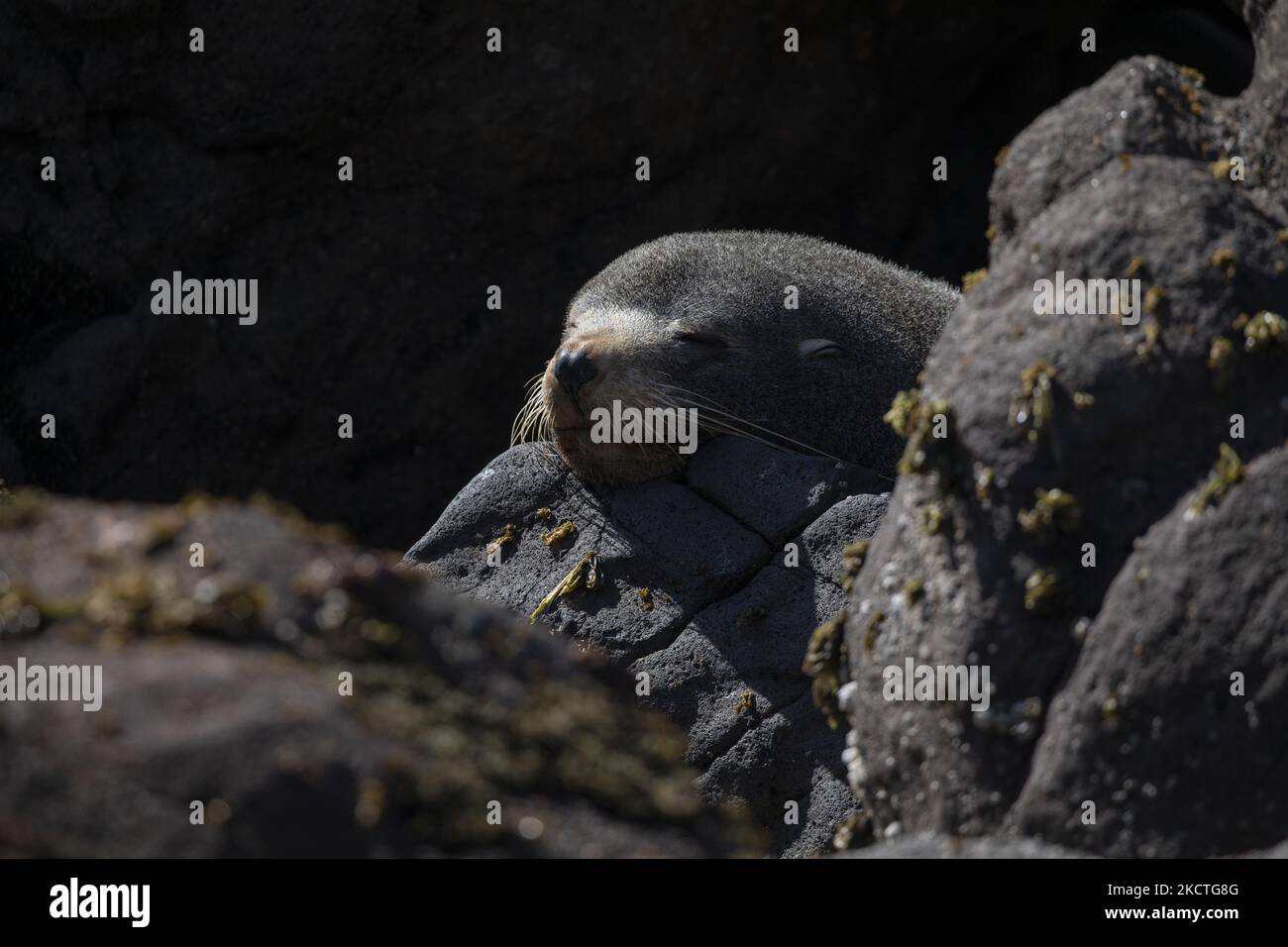 A fur seal sunbathes in Sandfly Bay near Dunedin, New Zealand, on