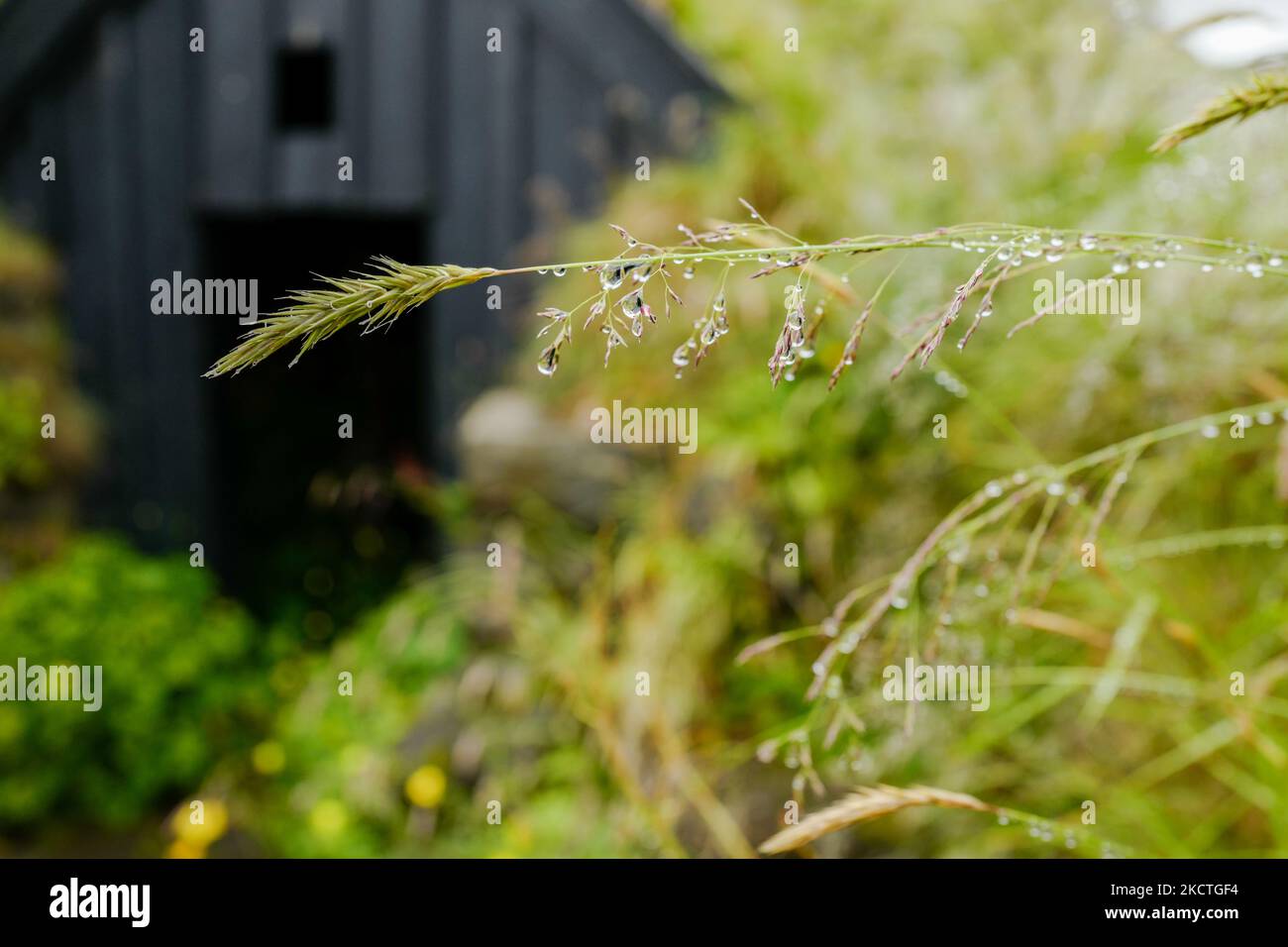 Icelandic summer - grass with rain drops during summer at Skogar in Iceland Stock Photo