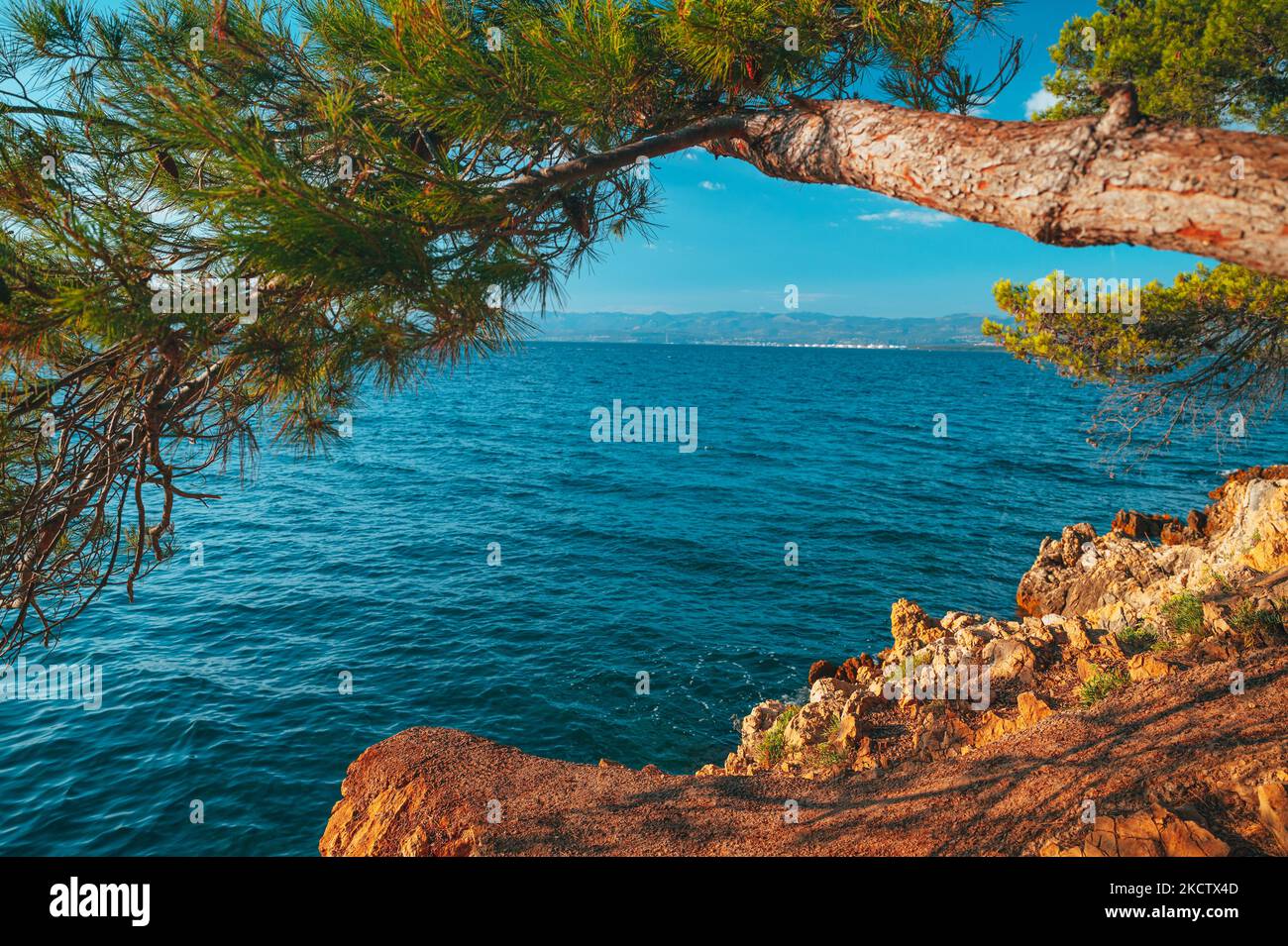 Pine tree sea summer holiday in Croatia Stock Photo - Alamy
