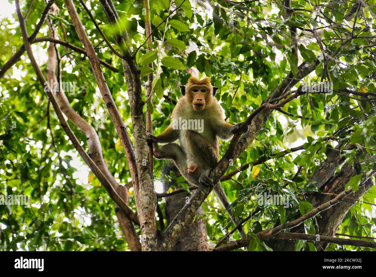 Monkey in the jungle in Mullaitivu, Sri Lanka, on August 10, 2017. (Photo by Creative Touch Imaging Ltd./NurPhoto) Stock Photo