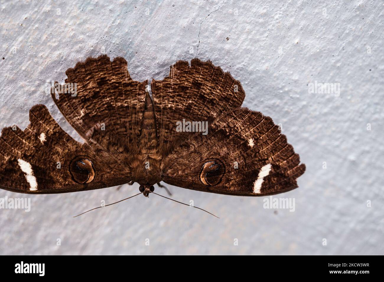 A female White-barred Owl Moth is sitting on the wall at Tehatta, West Bengal; India on 16/11/2021. (Photo by Soumyabrata Roy/NurPhoto) Stock Photo