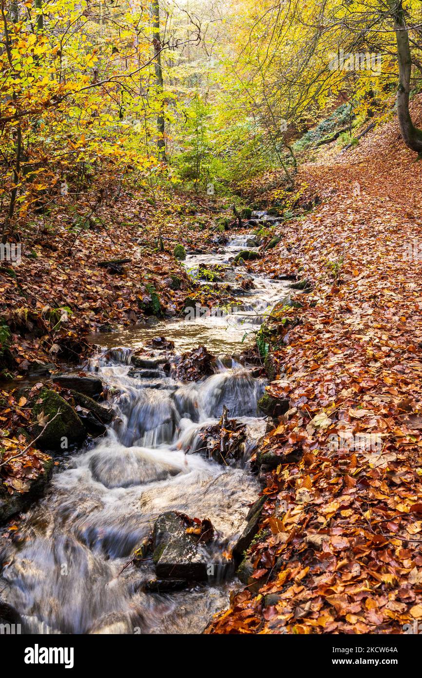The Porter River rises on the edge of the Peak District and flows through Sheffield to the river Don. The upper reaches in autumn are carpeted with be Stock Photo