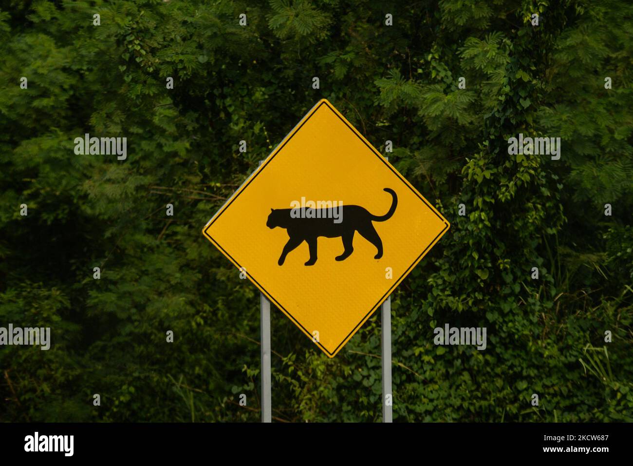 Puma Hand Sign Puma crossing the road sign near Playa Del Carmen. On Tuesday, November ...
