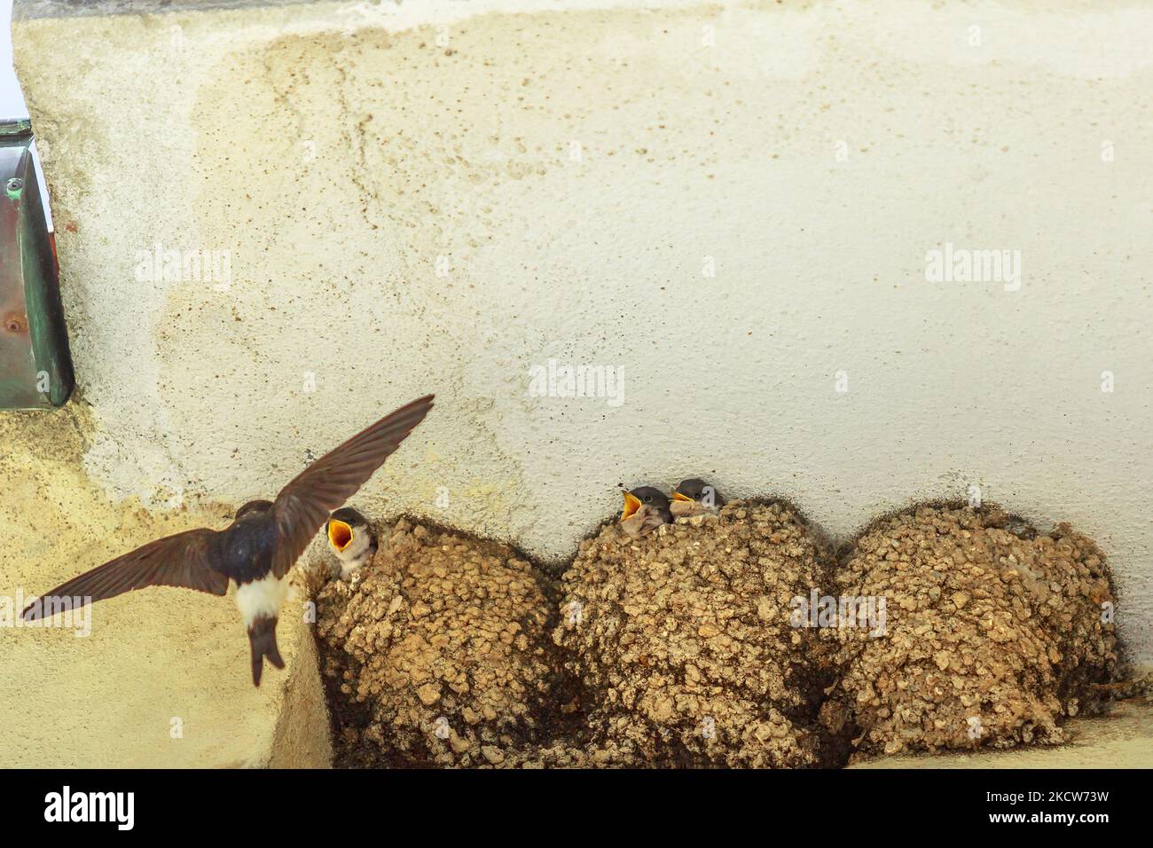 Close up of a mother barn swallow feeding its chicks in the nest under