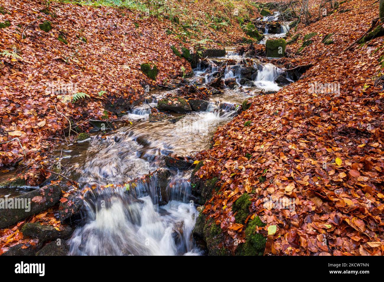 The Porter River rises on the edge of the Peak District and flows through Sheffield to the river Don. The upper reaches in autumn are carpeted with be Stock Photo