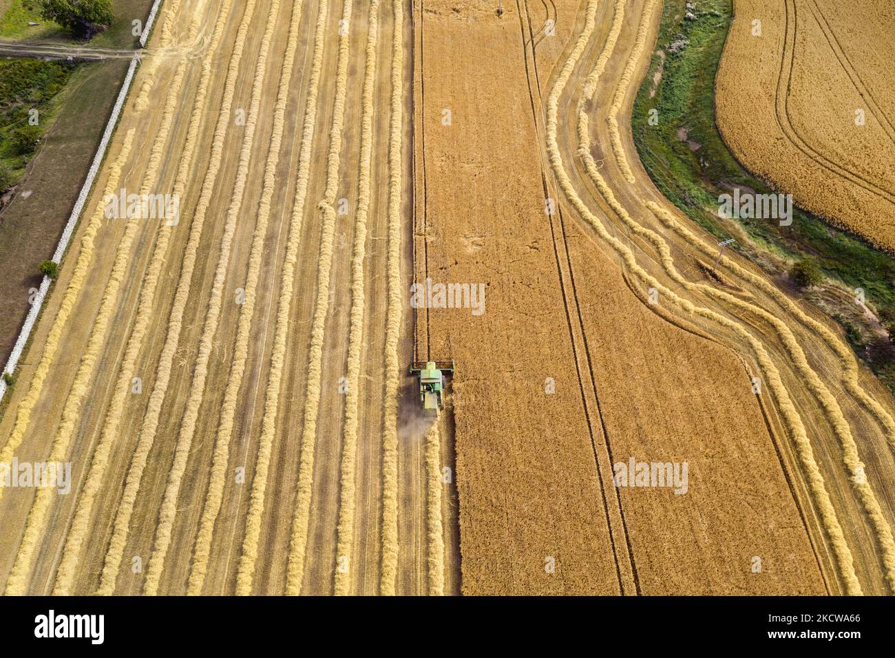 Combine Harvester Harvesting Cereal Crop, Northern England, Uk Stock 