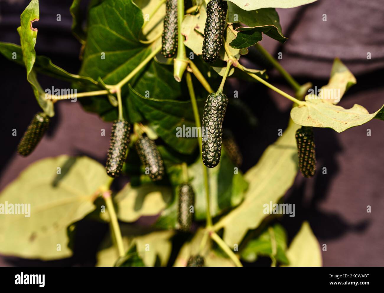 Fresh green Long pepper picked from the plants and dried in the sun at